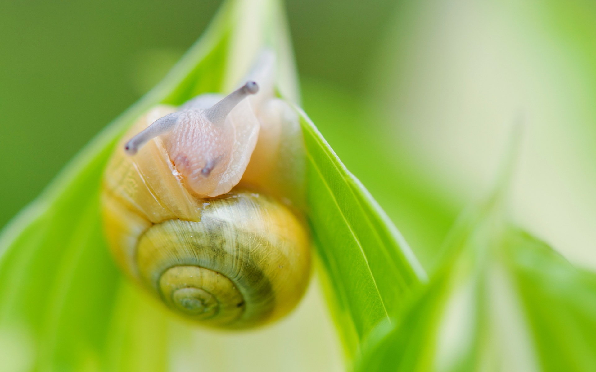 High resolution Snail hd 1920x1200 background ID:198898 for PC