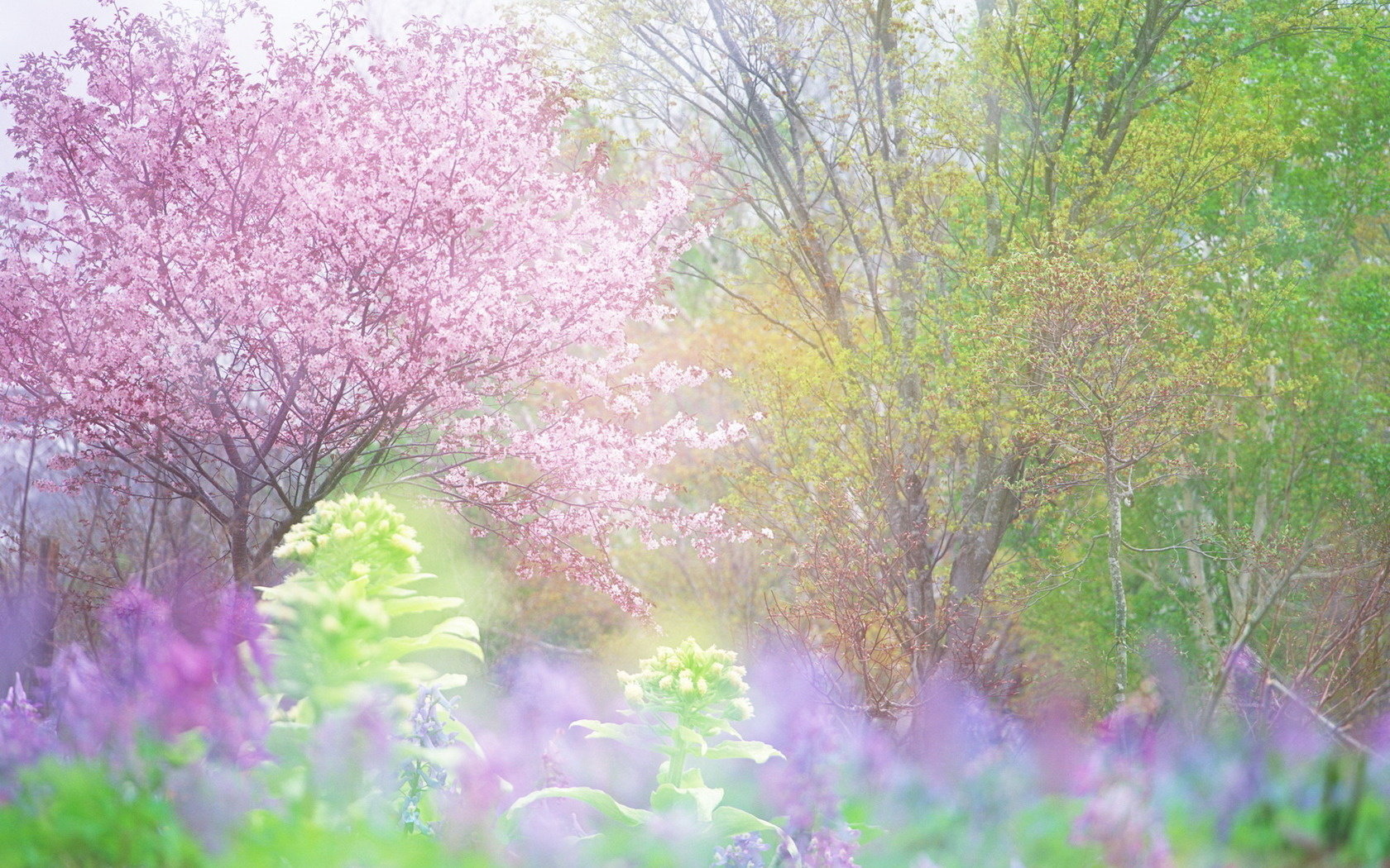 Free Spring high quality background ID:104143 for hd 1680x1050 desktop