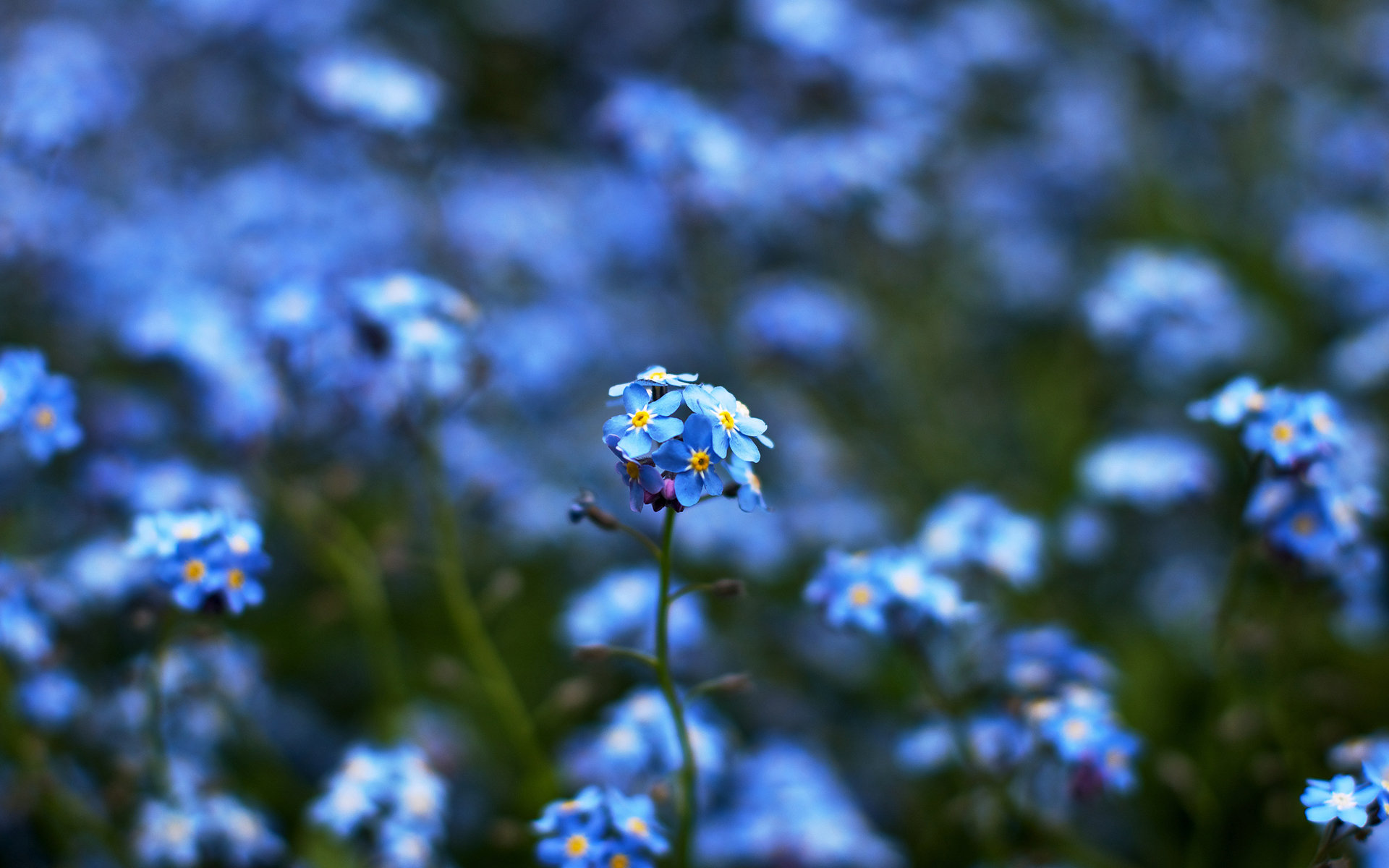 Download hd 1920x1200 Forget-Me-Not computer background ID:64163 for free