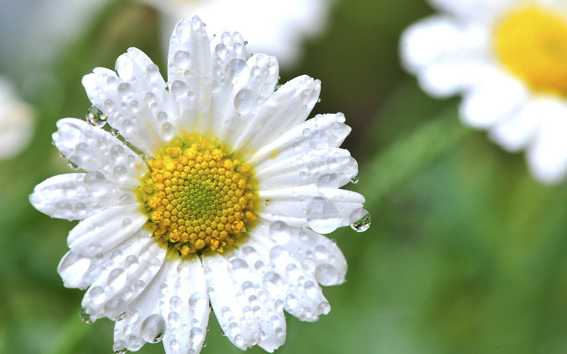 High resolution Daisy hd 1920x1200 background ID:363386 for PC