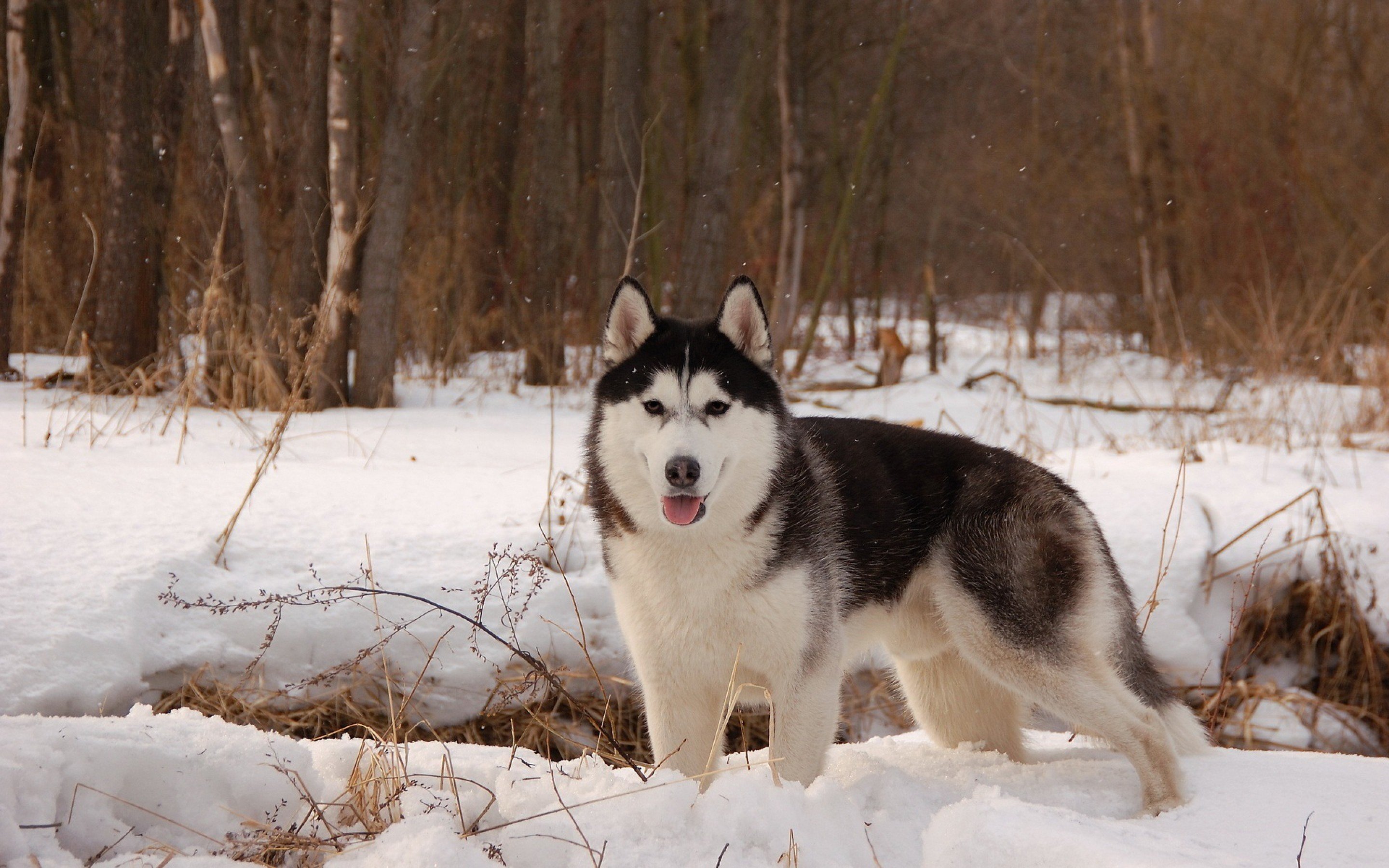 Free download Husky wallpaper ID:198295 hd 2880x1800 for PC