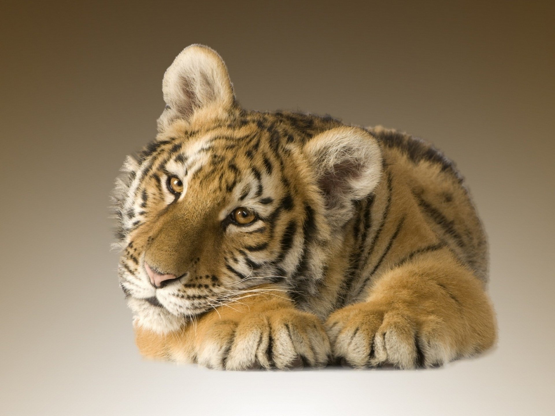 Best Tiger wallpaper ID:115612 for High Resolution hd 1920x1440 PC