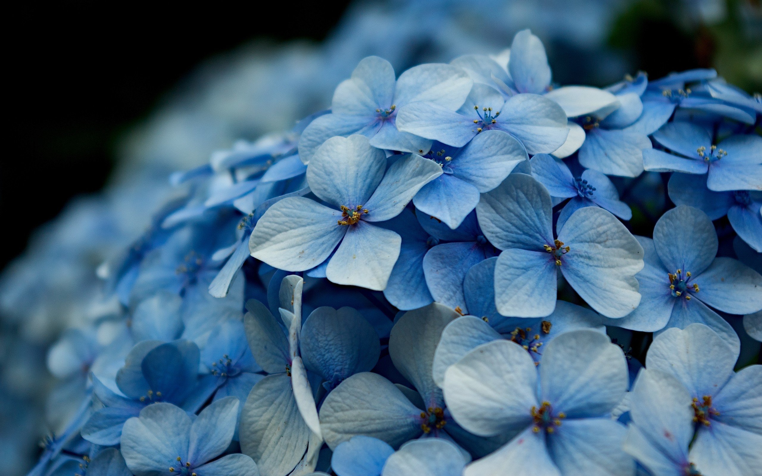 Awesome Hydrangea free wallpaper ID:282340 for hd 2560x1600 computer