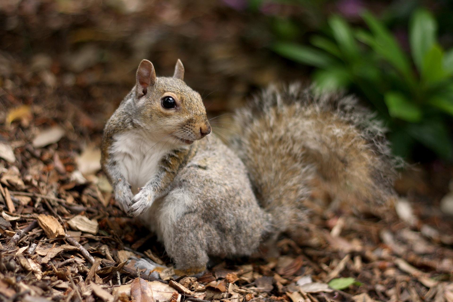 Awesome Squirrel free wallpaper ID:311780 for hd 1920x1280 PC