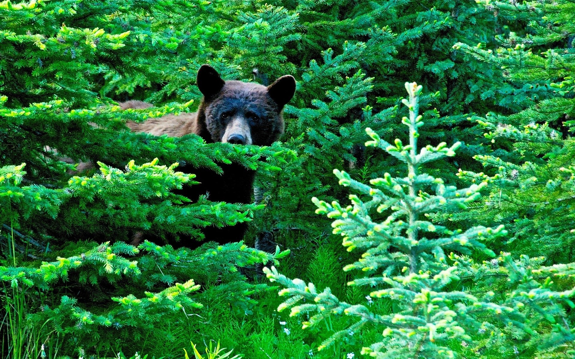 High resolution Bear hd 1920x1200 background ID:352643 for computer