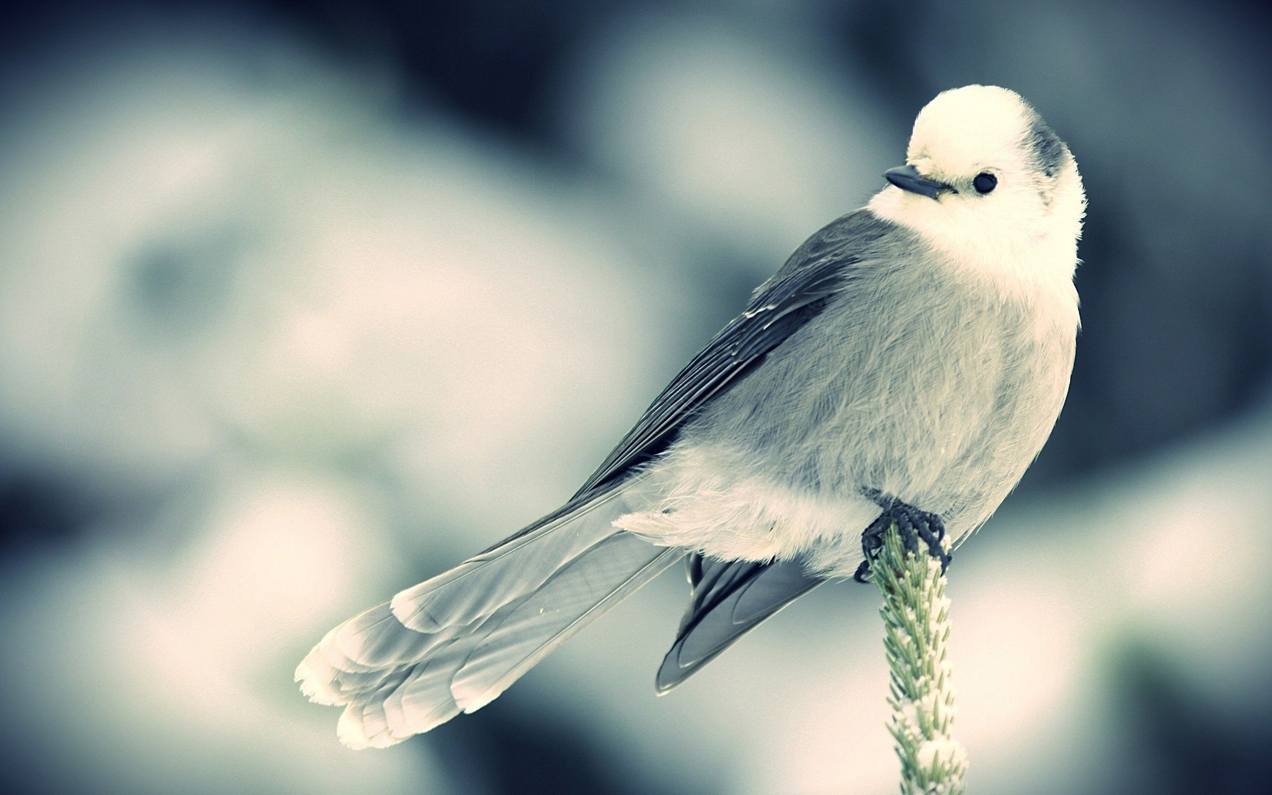 Awesome Bird free wallpaper ID:404232 for hd 2560x1600 PC