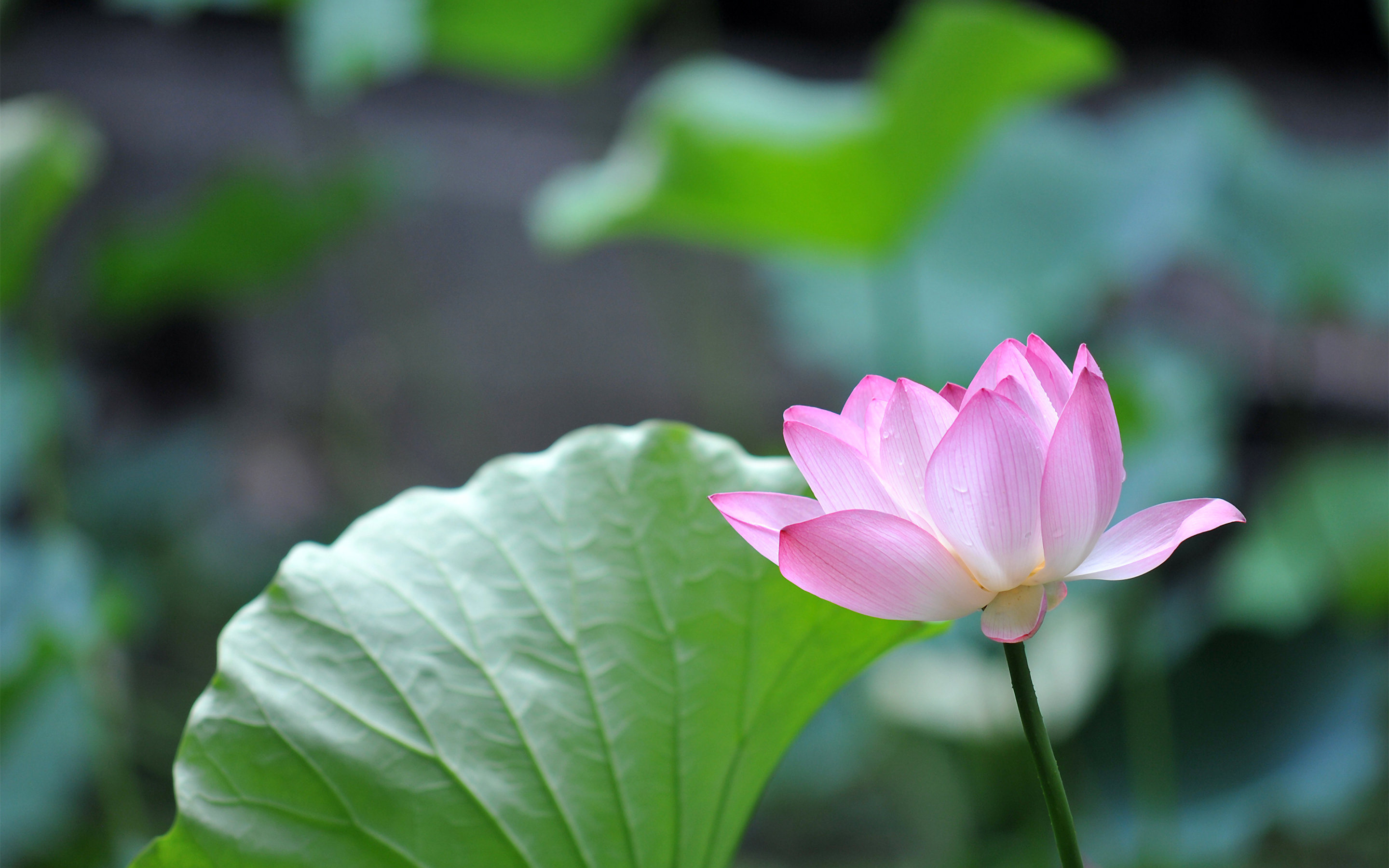 Best Lotus flower background ID:48426 for High Resolution hd 2880x1800 computer