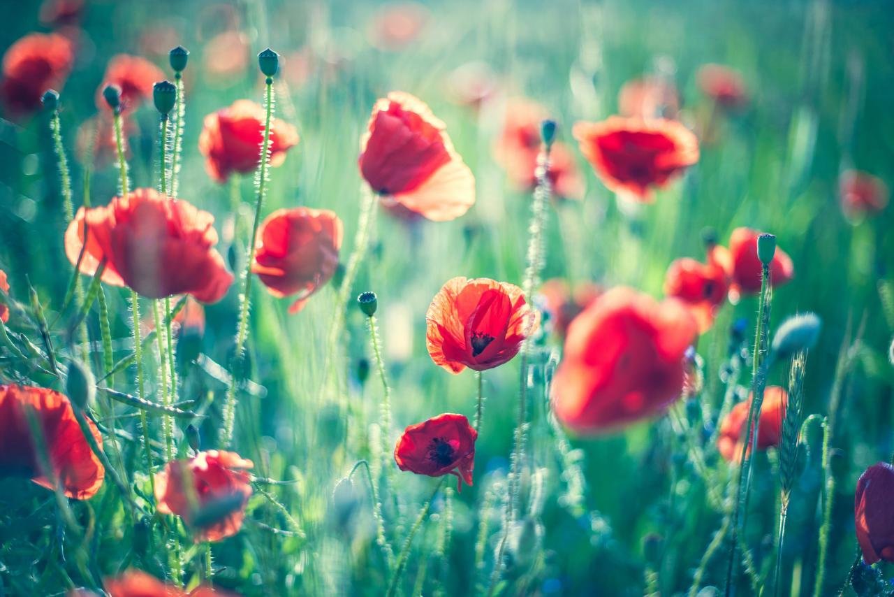 Free Poppy high quality wallpaper ID:99811 for hd 1280x854 computer