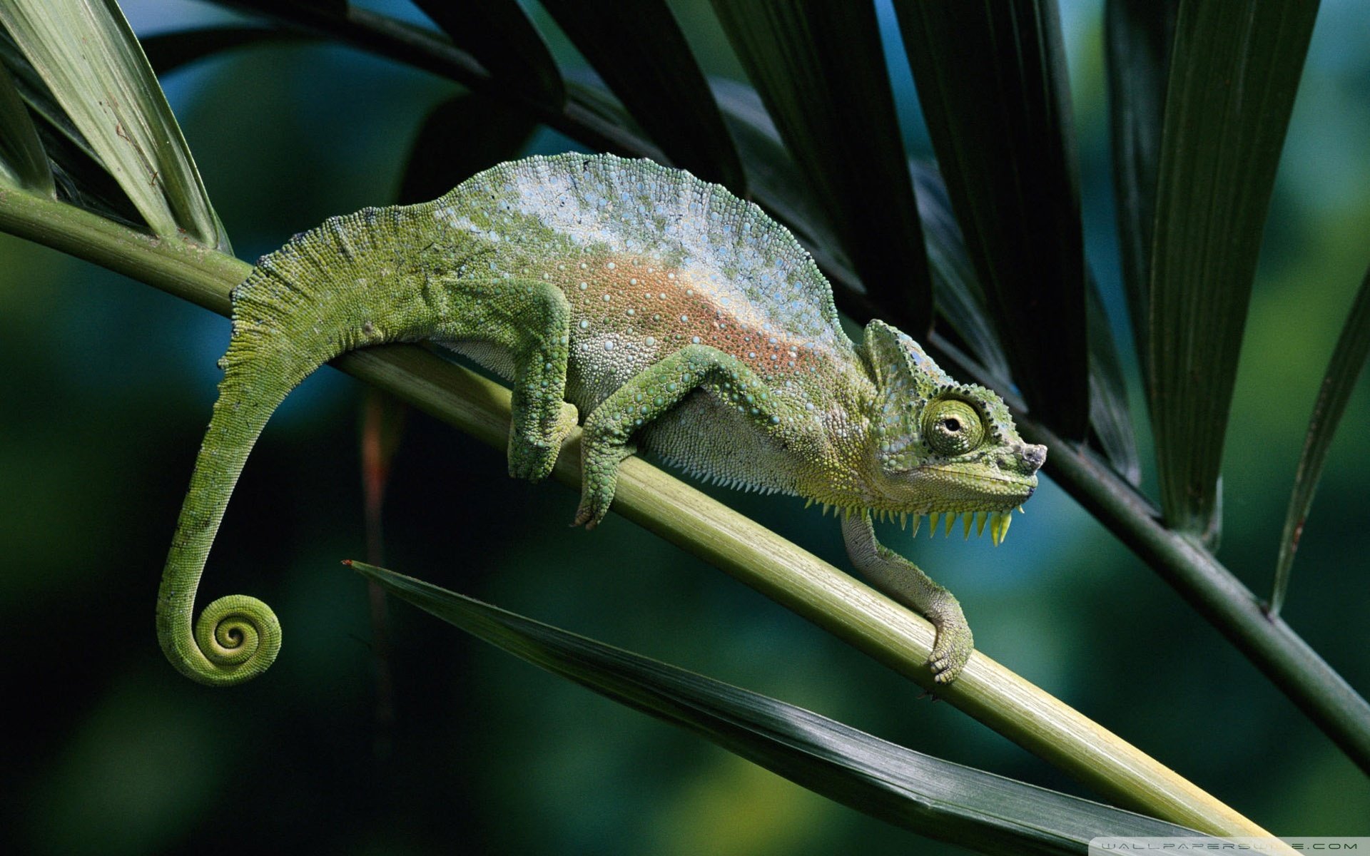 Download hd 1920x1200 Chameleon computer wallpaper ID:462551 for free