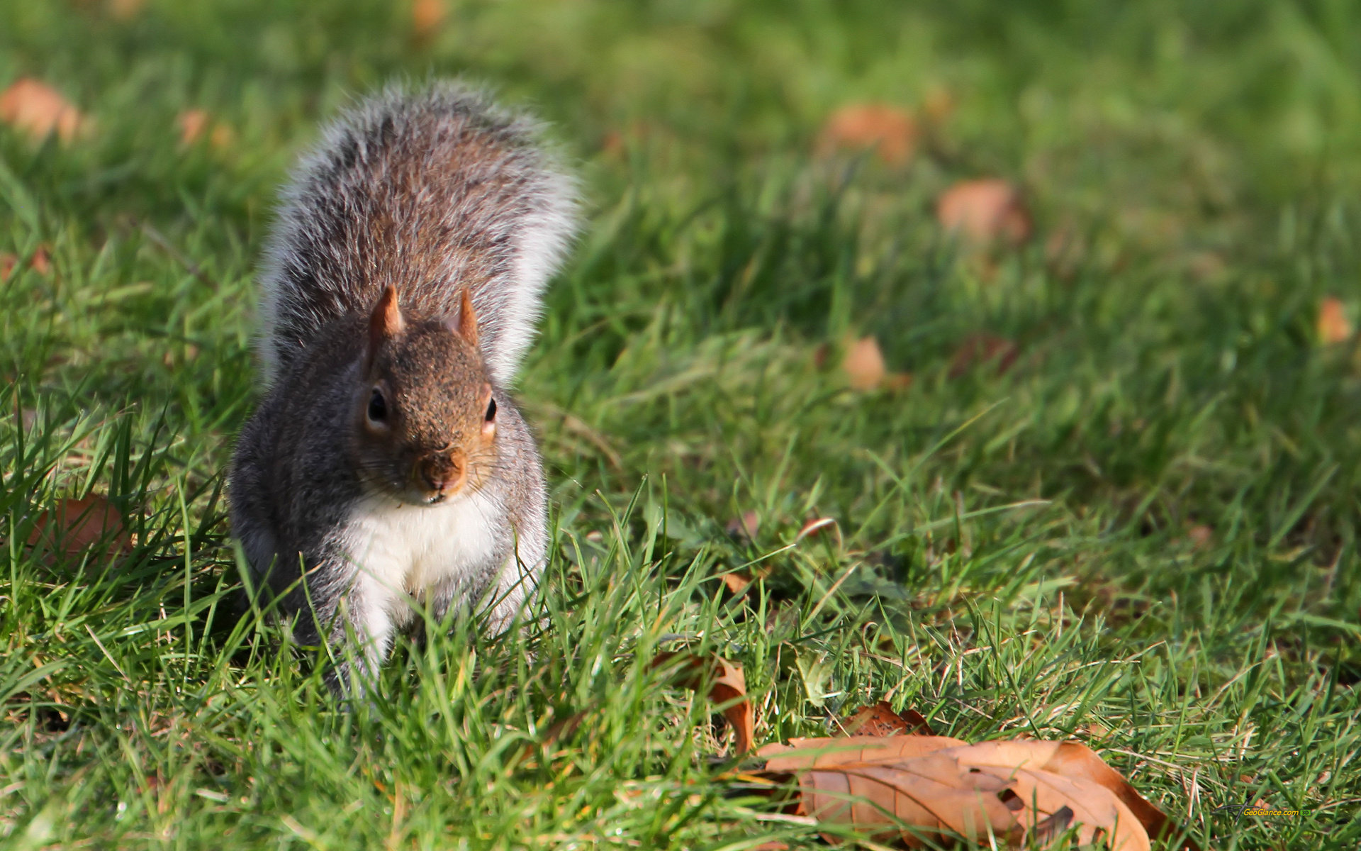 High resolution Squirrel hd 1920x1200 wallpaper ID:311775 for PC
