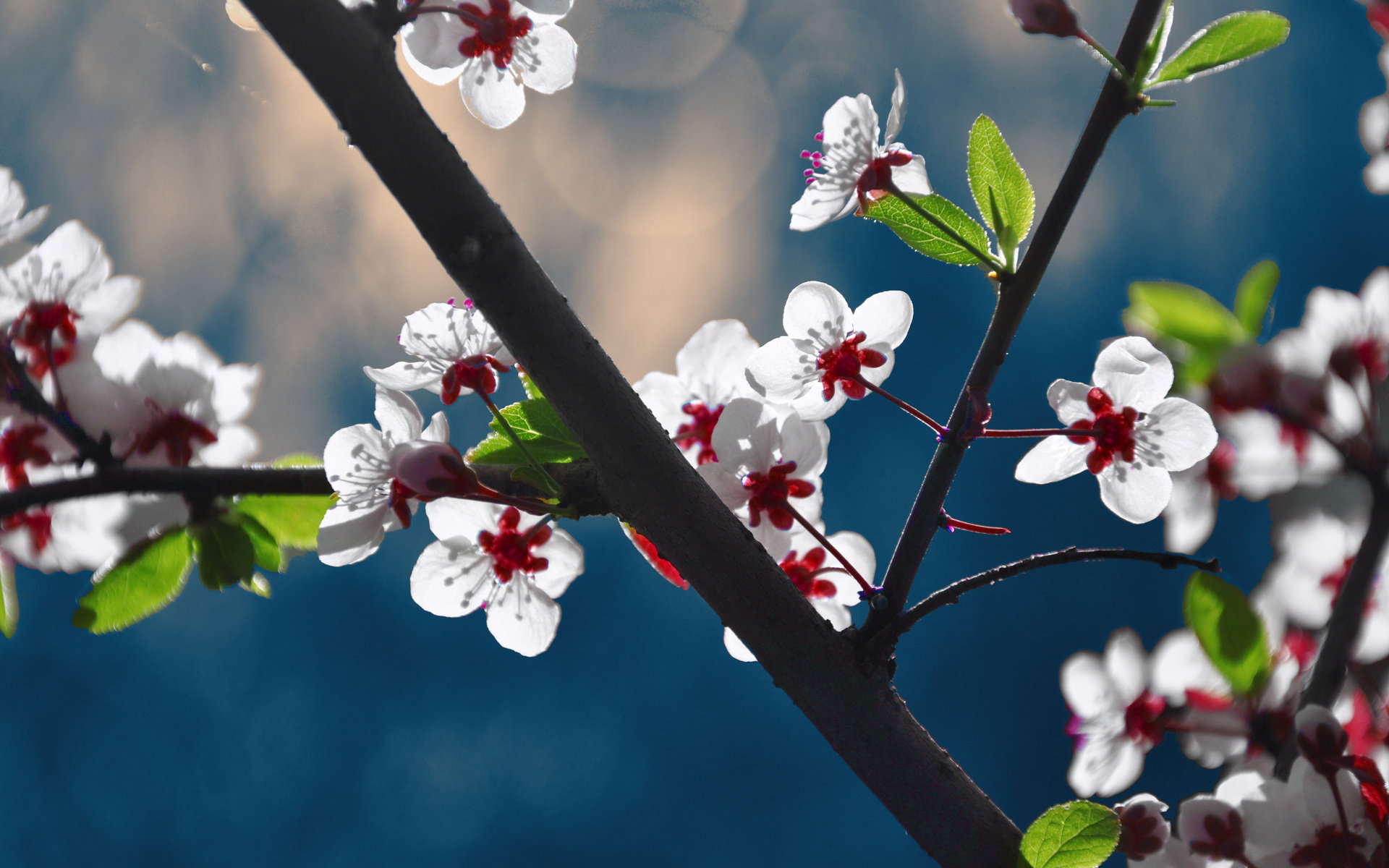 Download hd 1920x1200 Blossom computer background ID:333217 for free