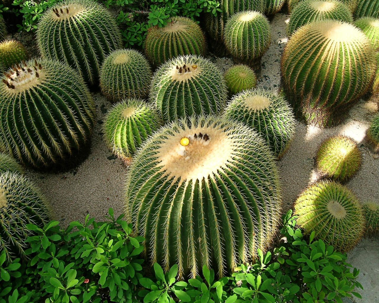 Awesome Cactus free wallpaper ID:408564 for hd 1280x1024 PC