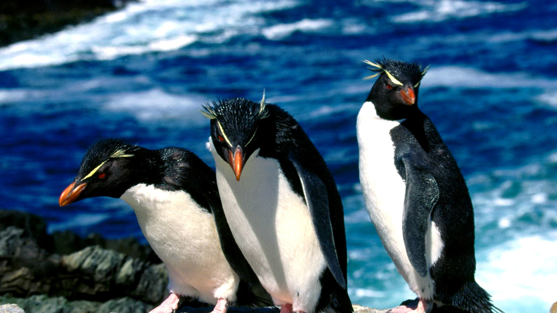 Free Penguin high quality wallpaper ID:149297 for hd 1920x1080 computer