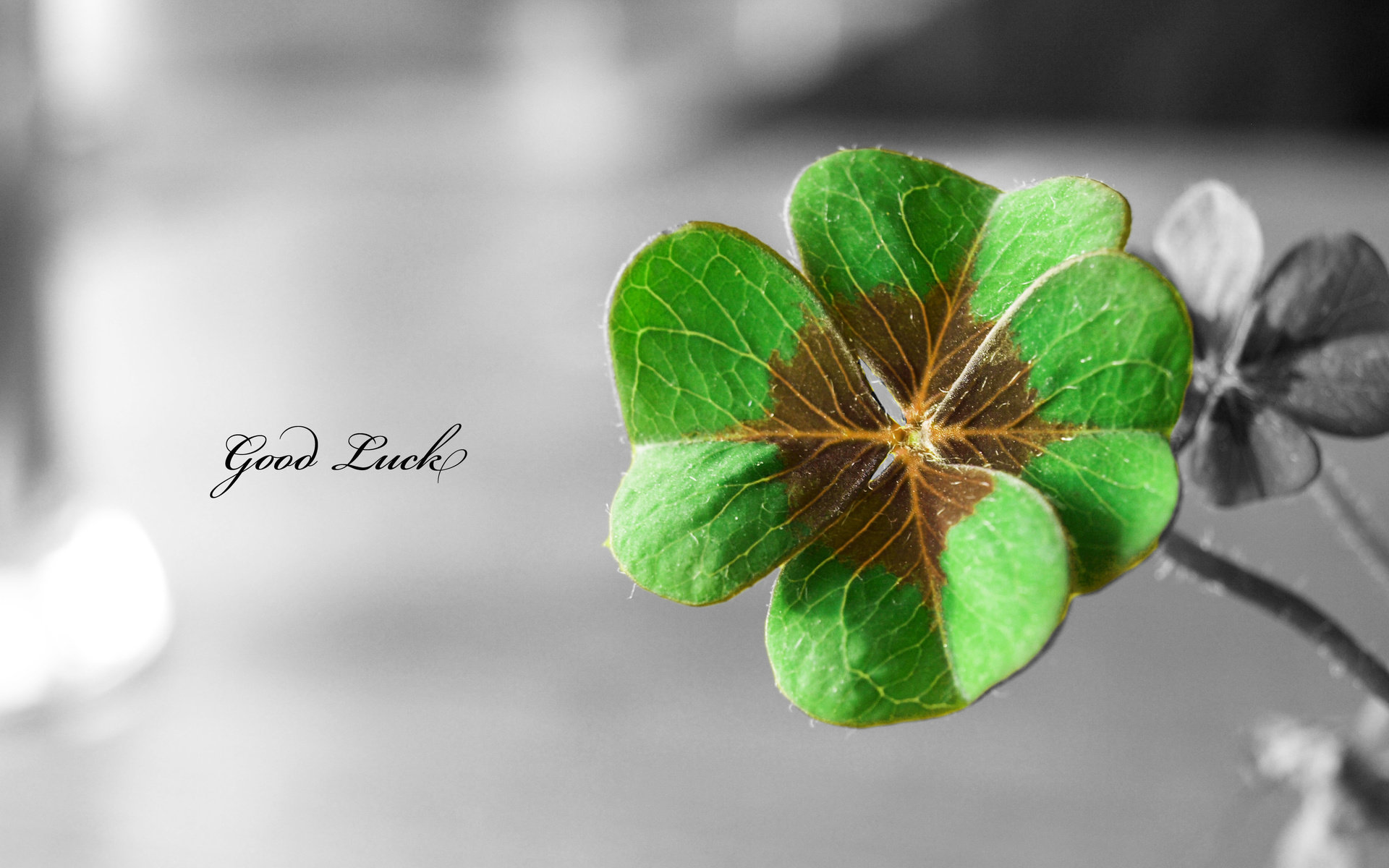 High resolution St. Patrick's Day hd 1920x1200 background ID:89720 for desktop