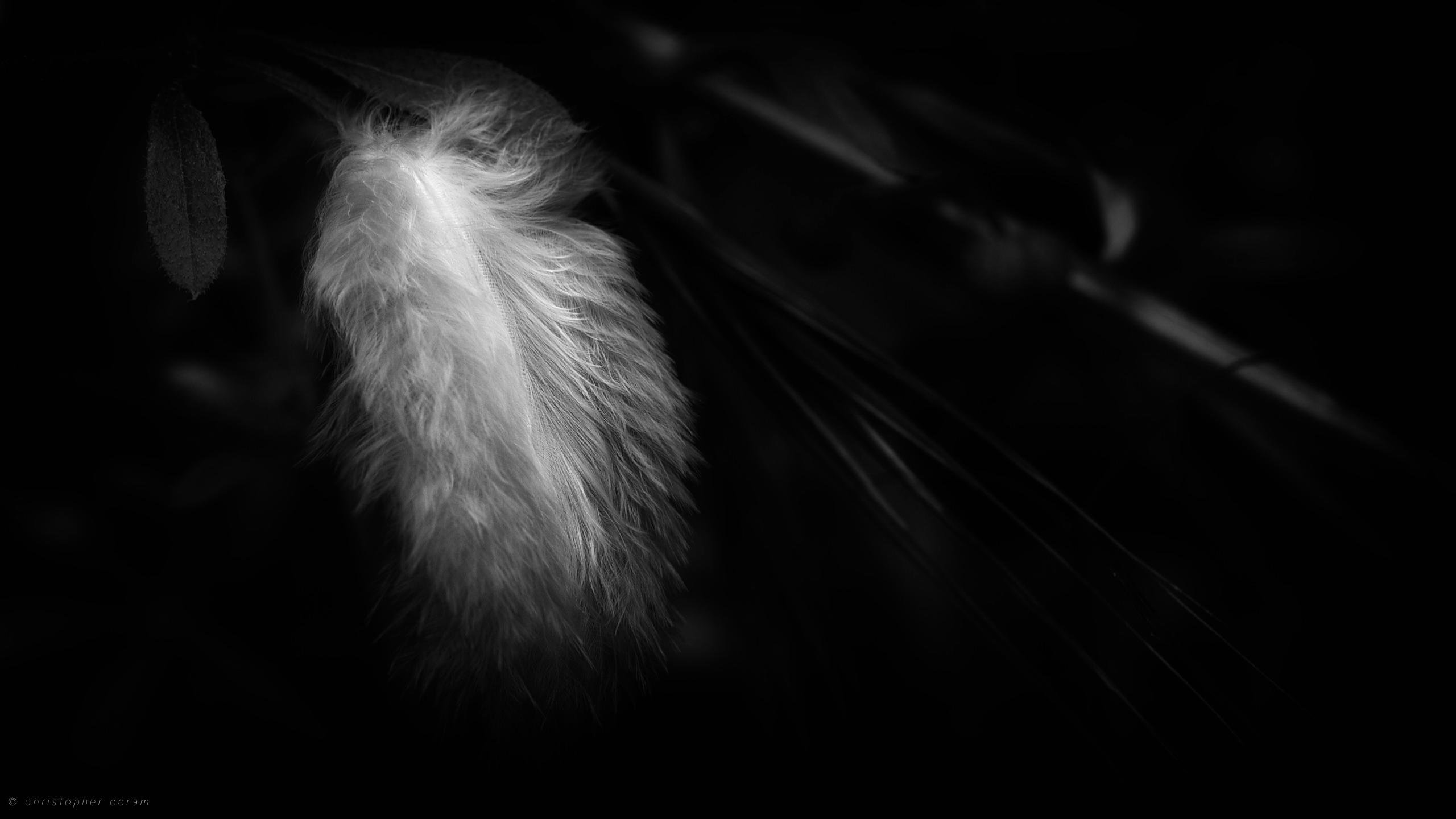 High resolution Feather hd 2560x1440 wallpaper ID:460536 for PC