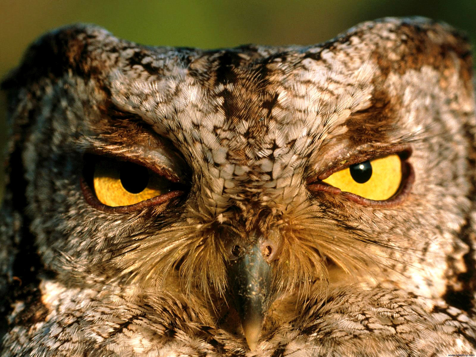 Best Owl background ID:237387 for High Resolution hd 1600x1200 PC