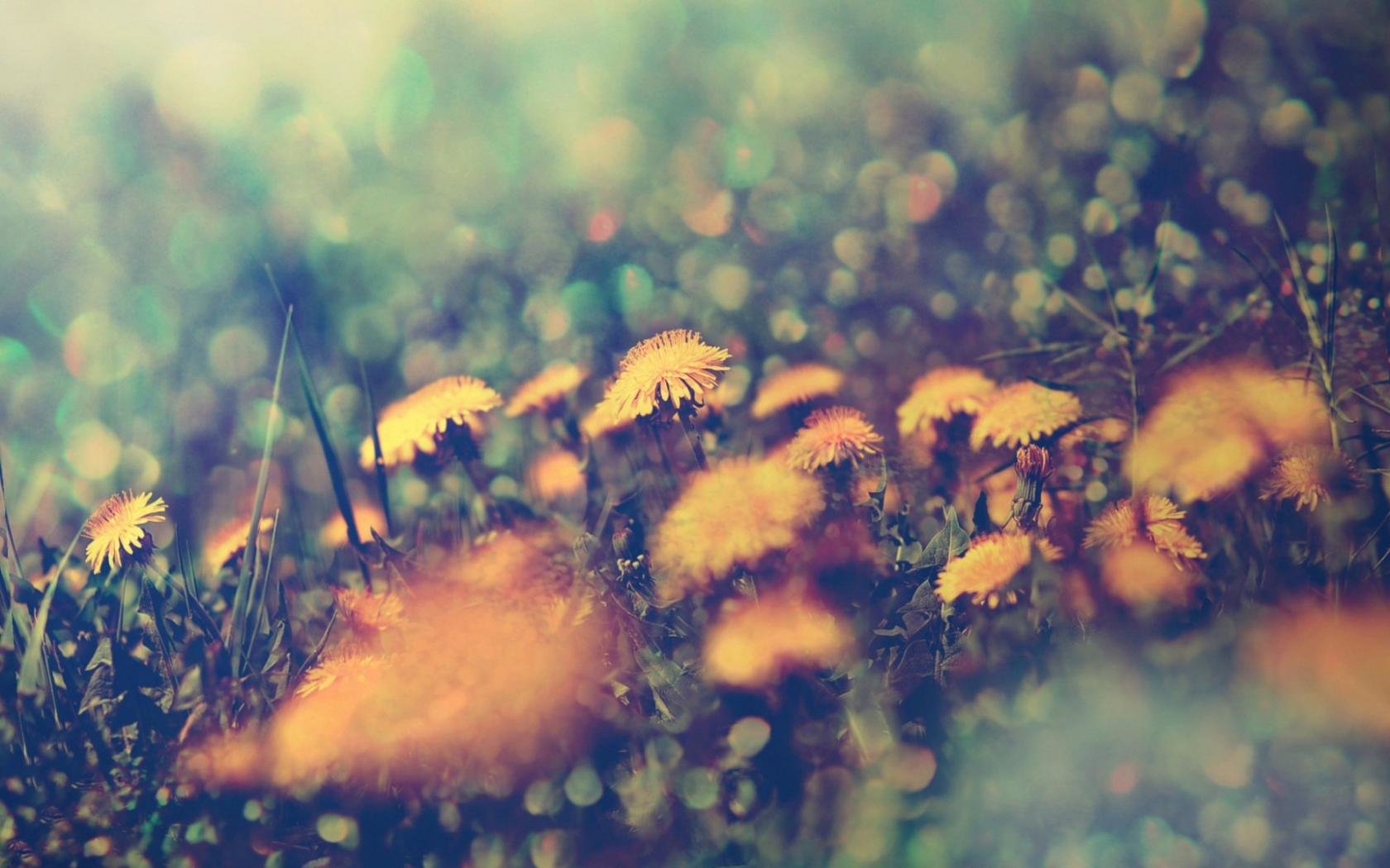 Download hd 1680x1050 Dandelion PC background ID:78010 for free