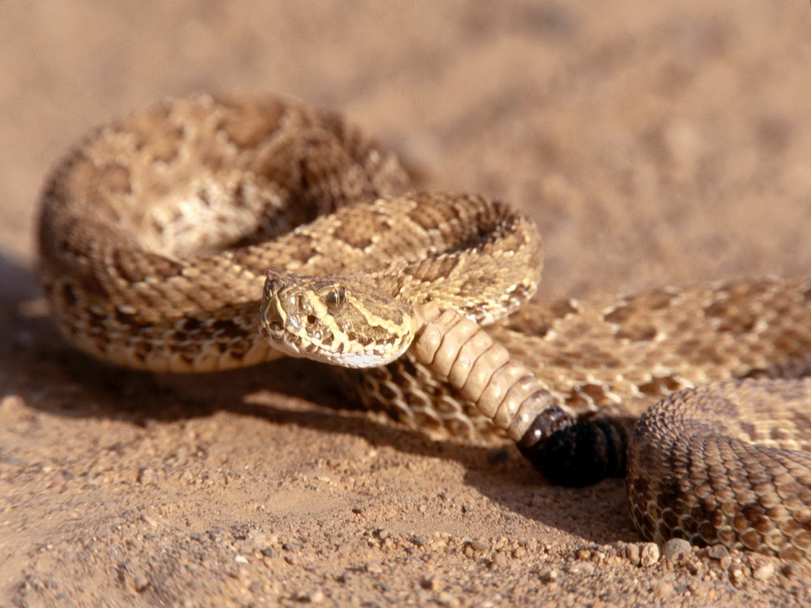 Awesome Rattlesnake free wallpaper ID:353138 for hd 1600x1200 PC