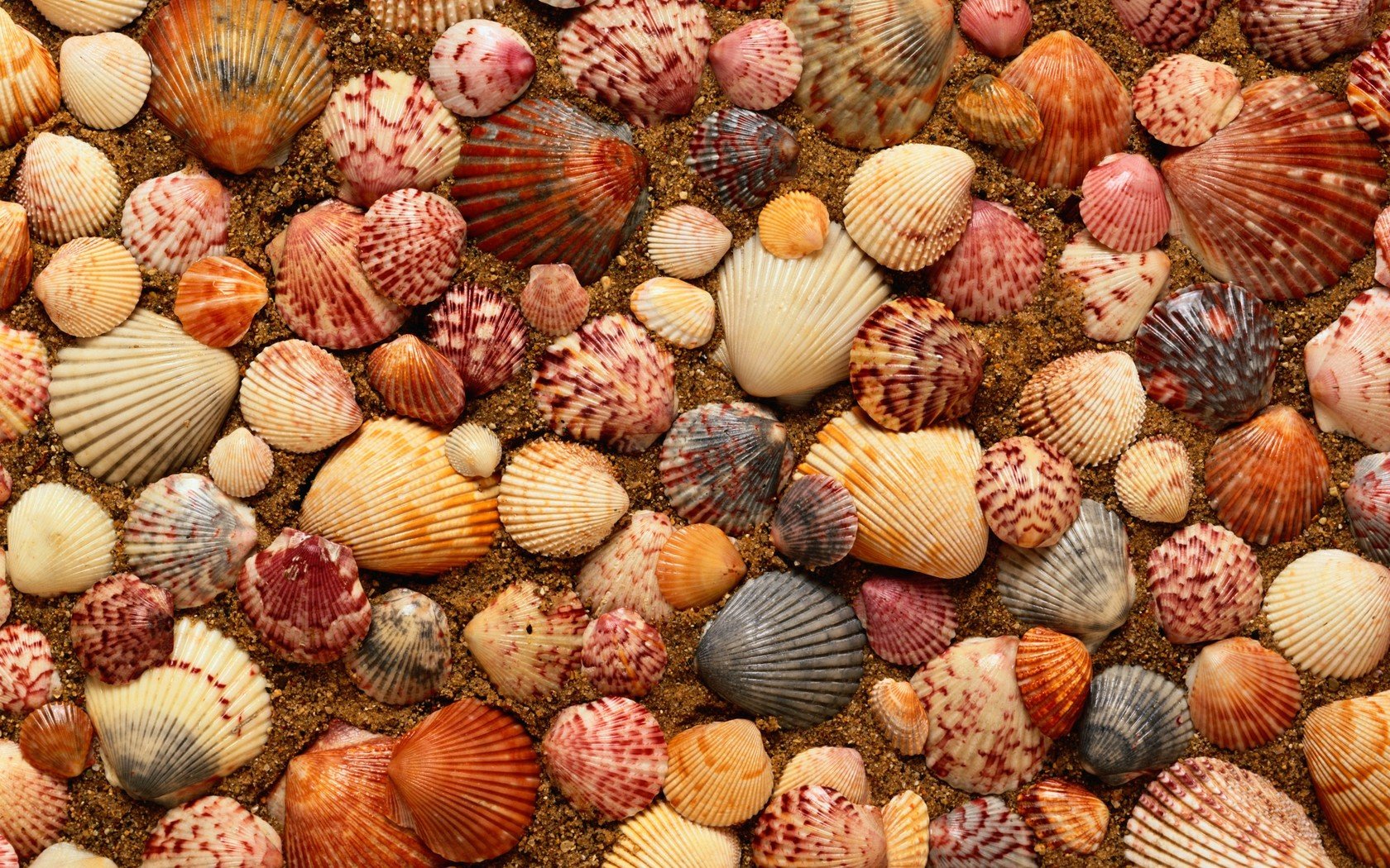 Awesome Shell free wallpaper ID:449963 for hd 1680x1050 computer