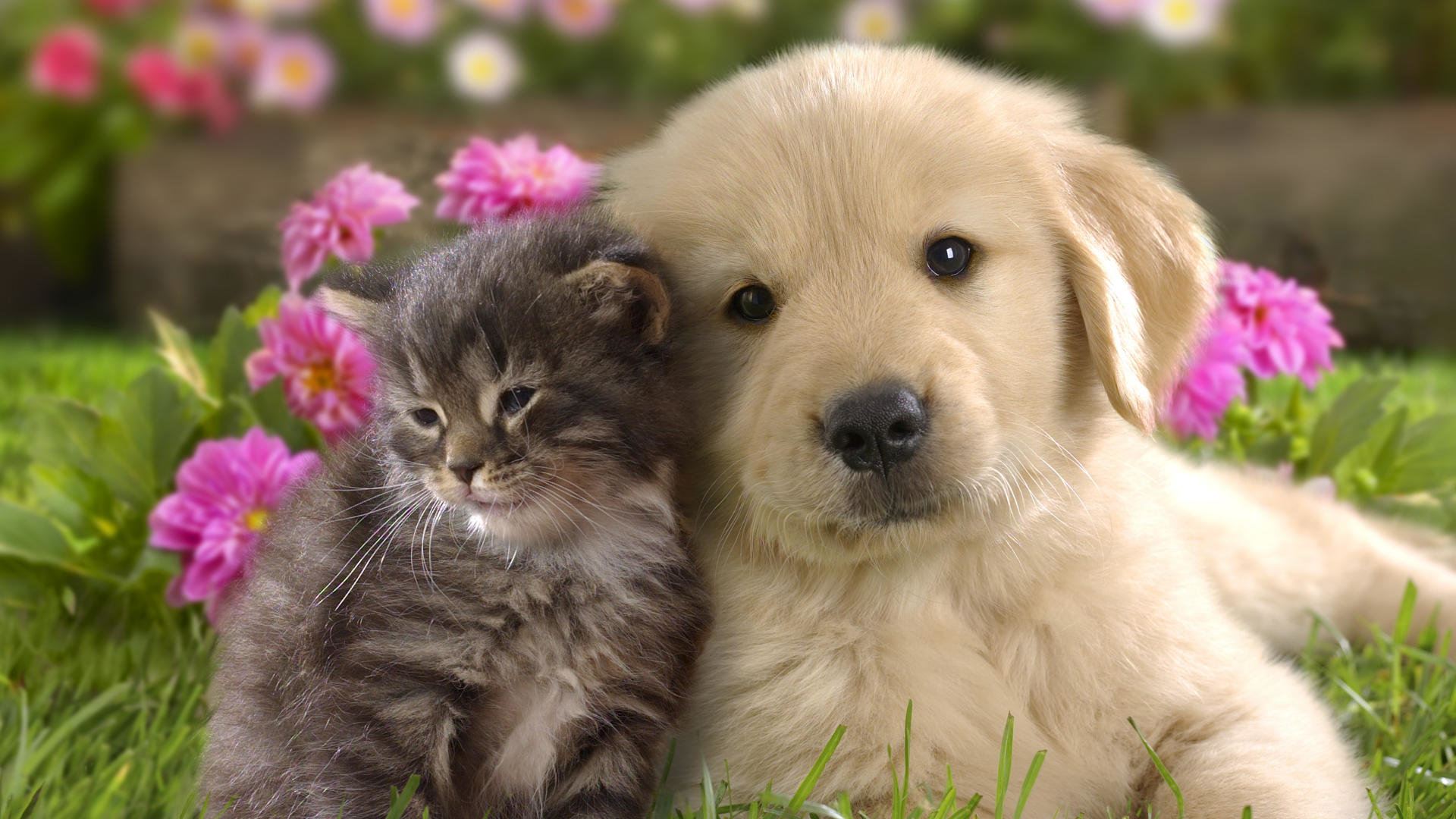 Download full hd 1920x1080 Cute PC background ID:295733 for free