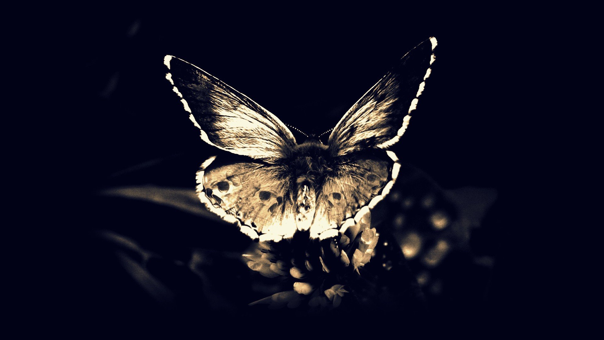 Download full hd 1080p Butterfly computer background ID:167896 for free