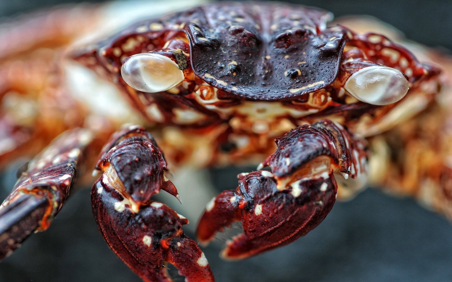 Awesome Crab free background ID:294342 for hd 1920x1200 PC
