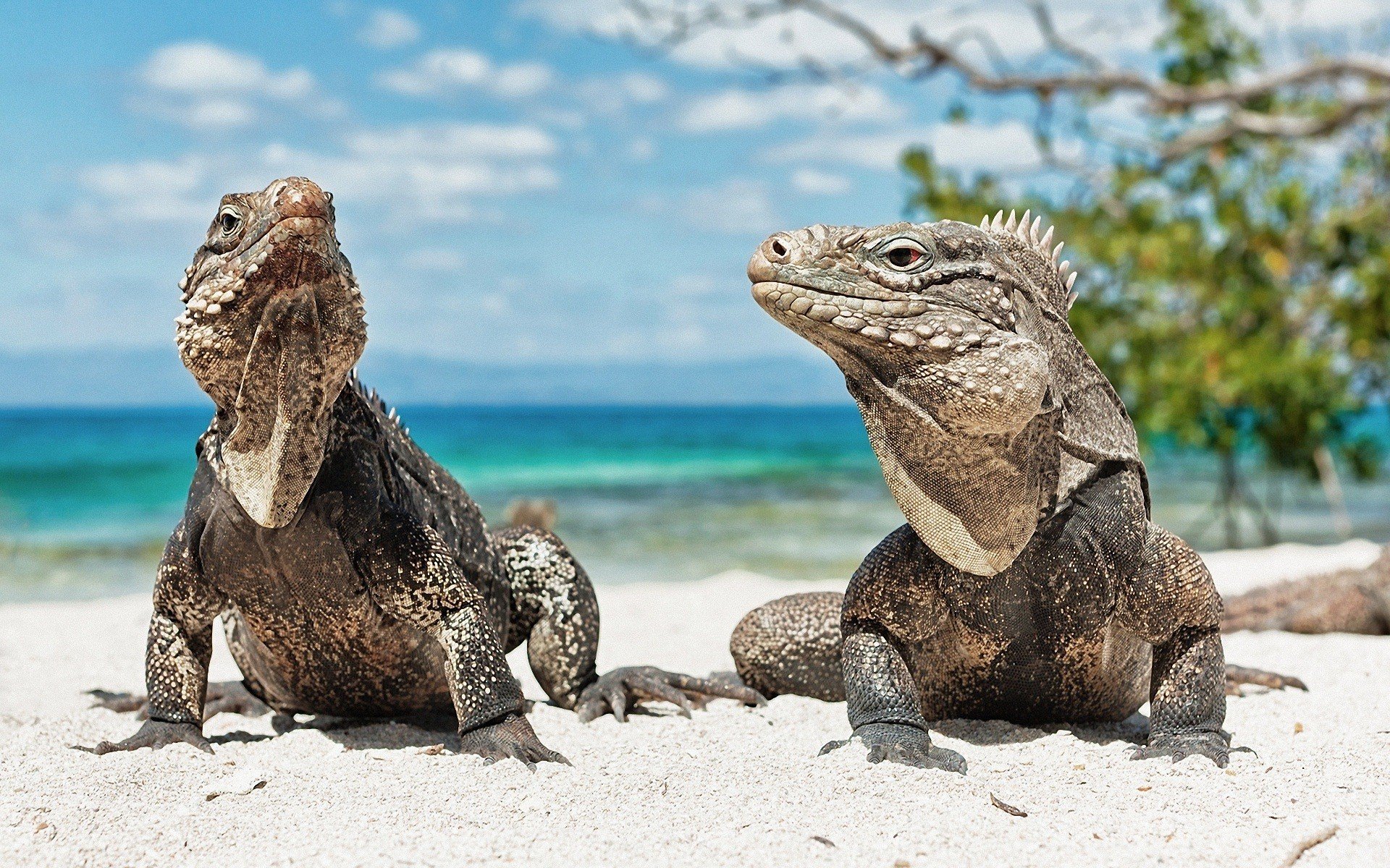 Awesome Iguana free background ID:380977 for hd 1920x1200 PC