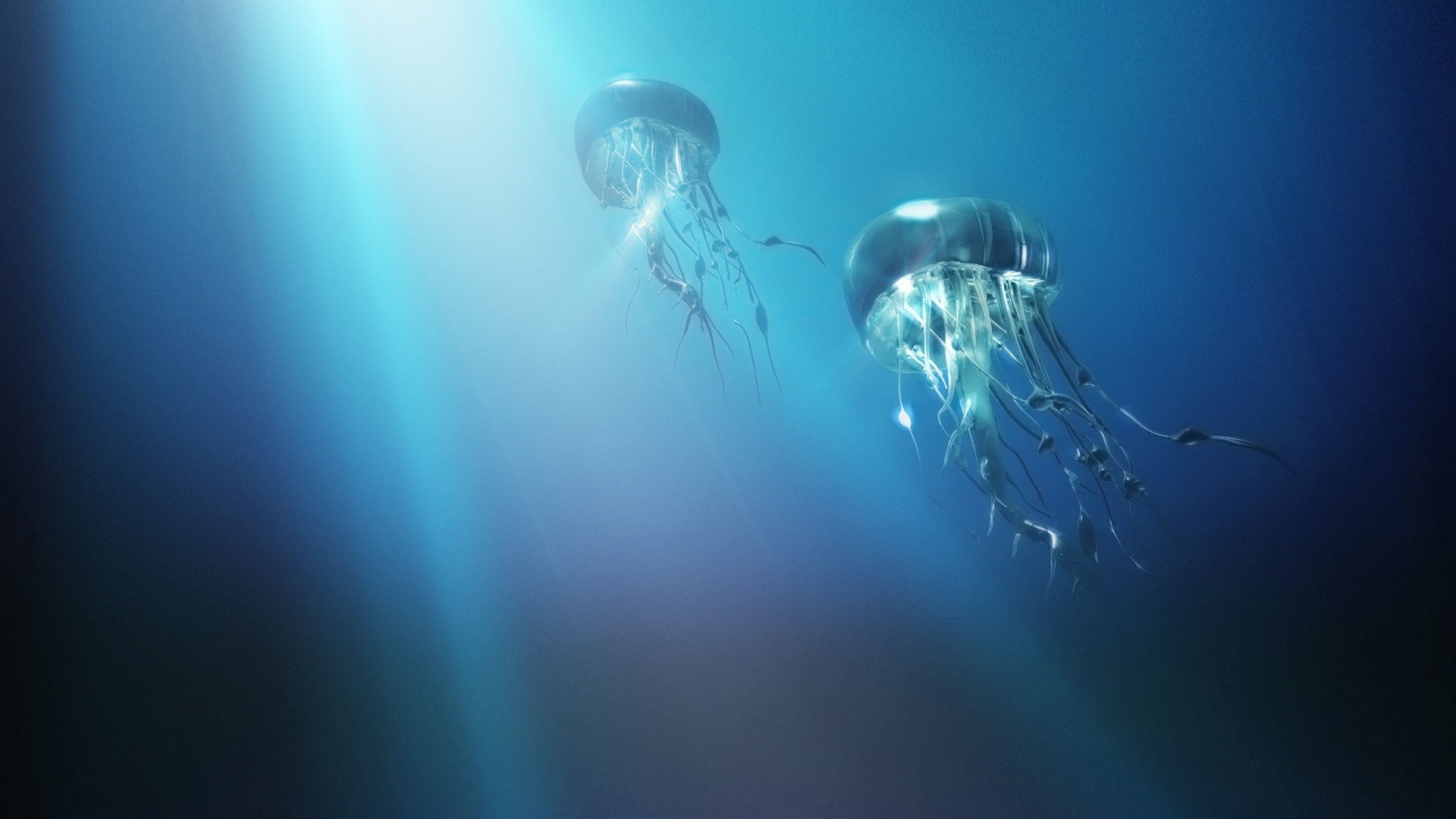 Download full hd Jellyfish desktop background ID:199746 for free