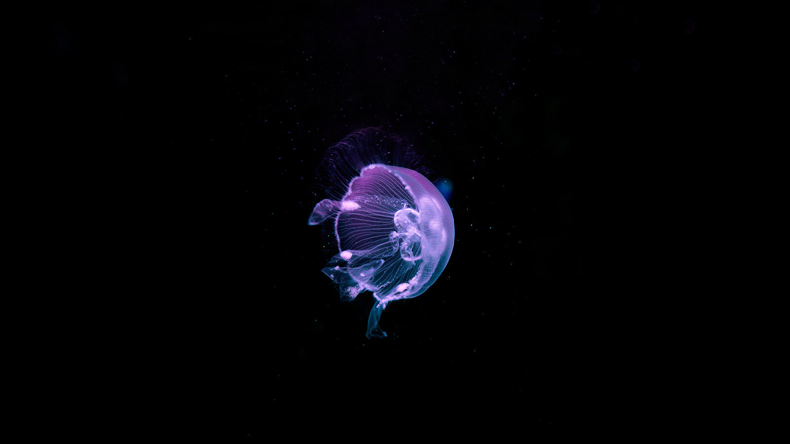 Download hd 1600x900 Jellyfish desktop wallpaper ID:199747 for free
