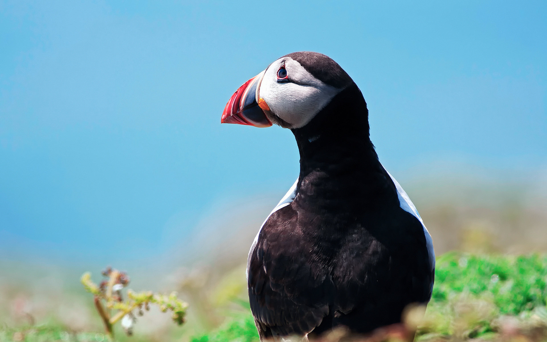 Free Puffin high quality wallpaper ID:193184 for hd 1920x1200 computer