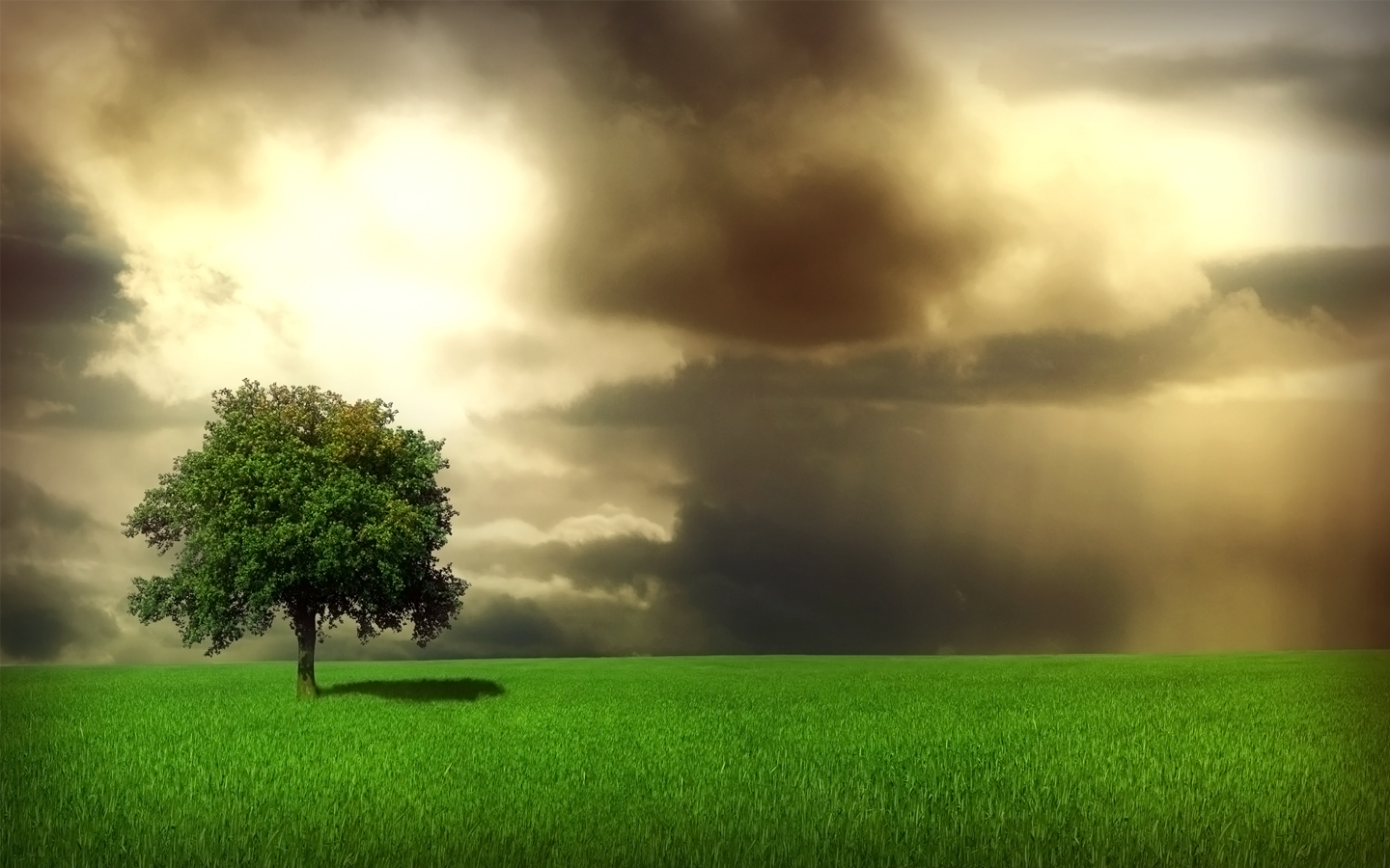 Free Tree high quality background ID:77441 for hd 1440x900 desktop