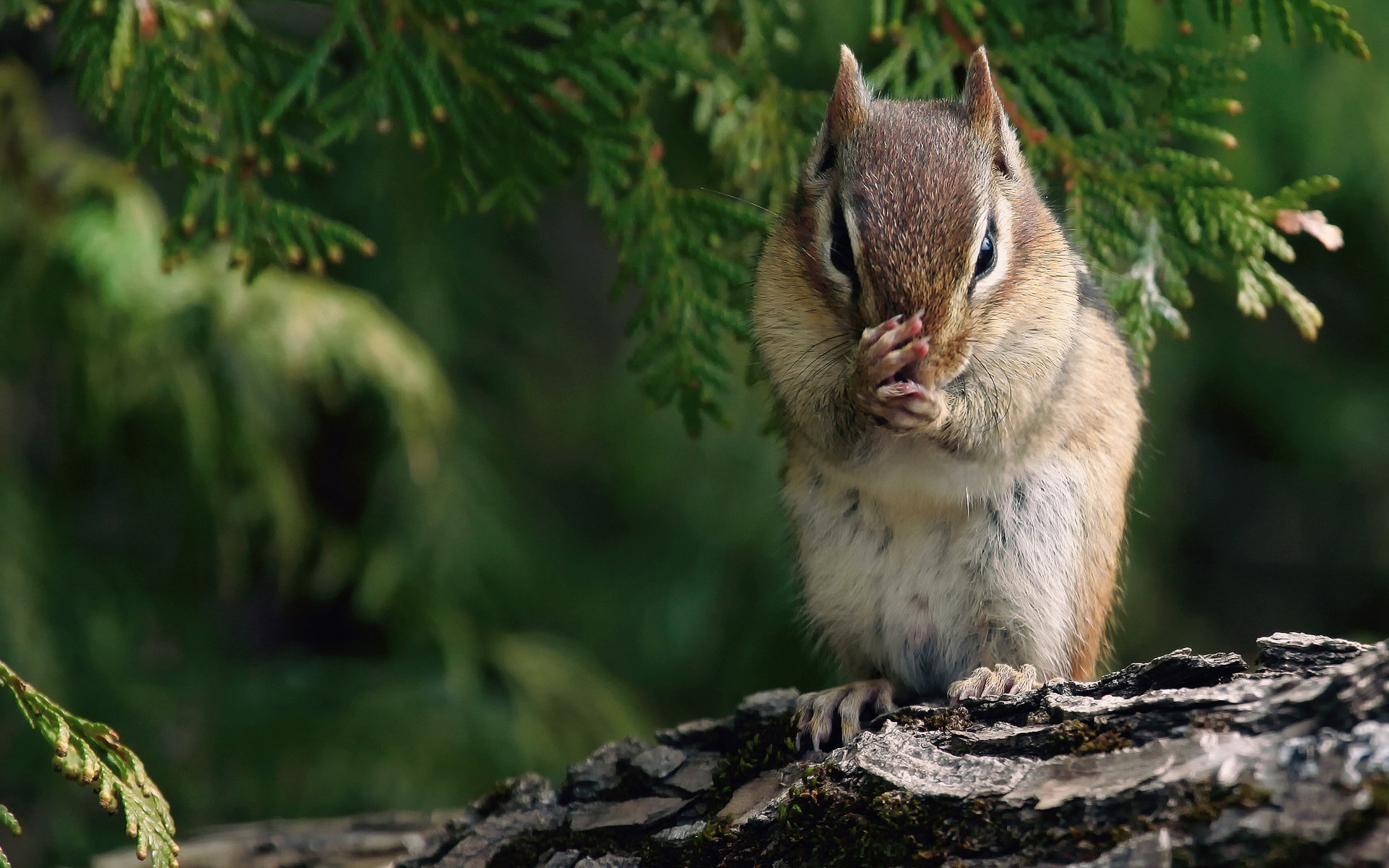Awesome Chipmunk free background ID:323131 for hd 1920x1200 PC