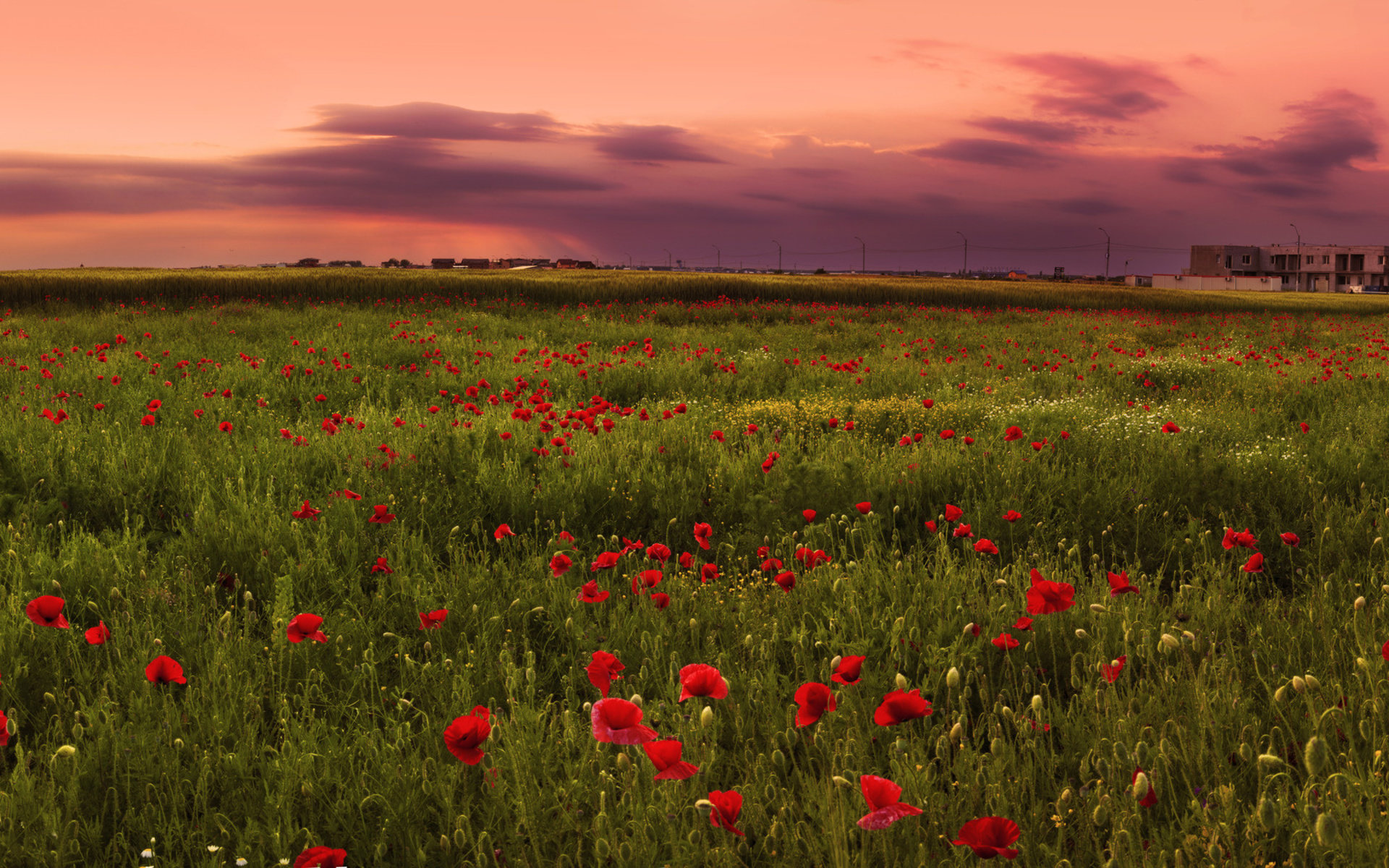 Awesome Poppy free background ID:99809 for hd 1920x1200 computer