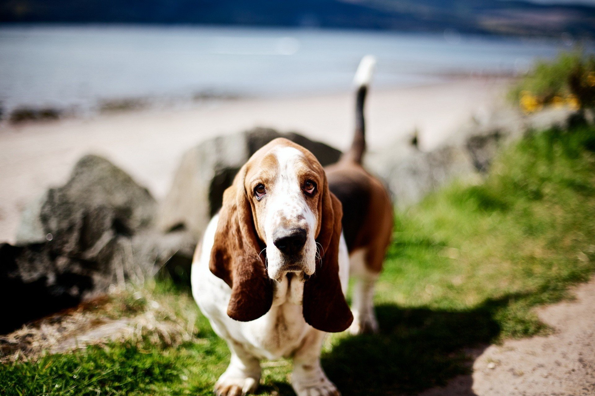Free download Basset Hound wallpaper ID:214116 hd 1920x1280 for PC