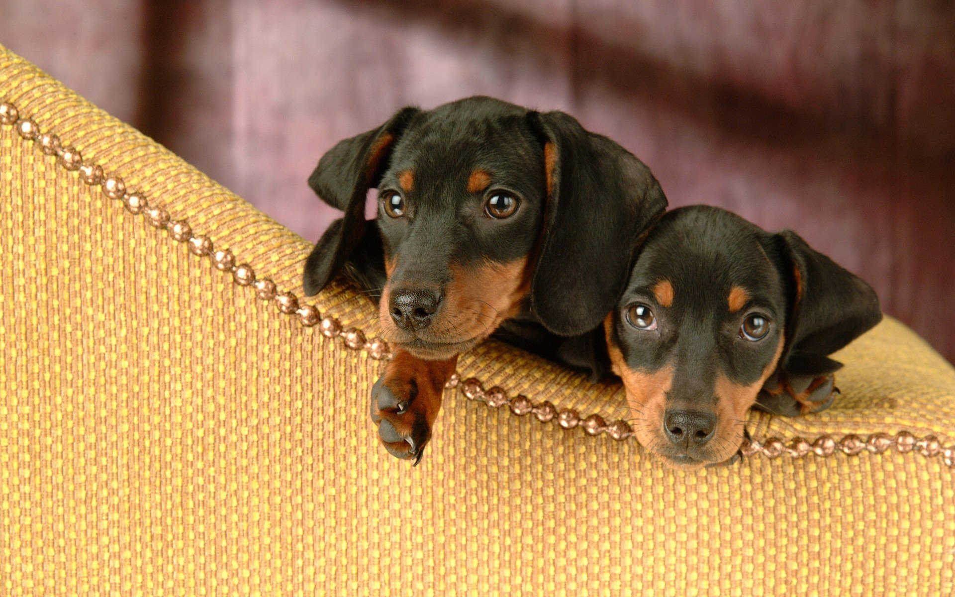 Download hd 1920x1200 Dachshund PC background ID:310485 for free