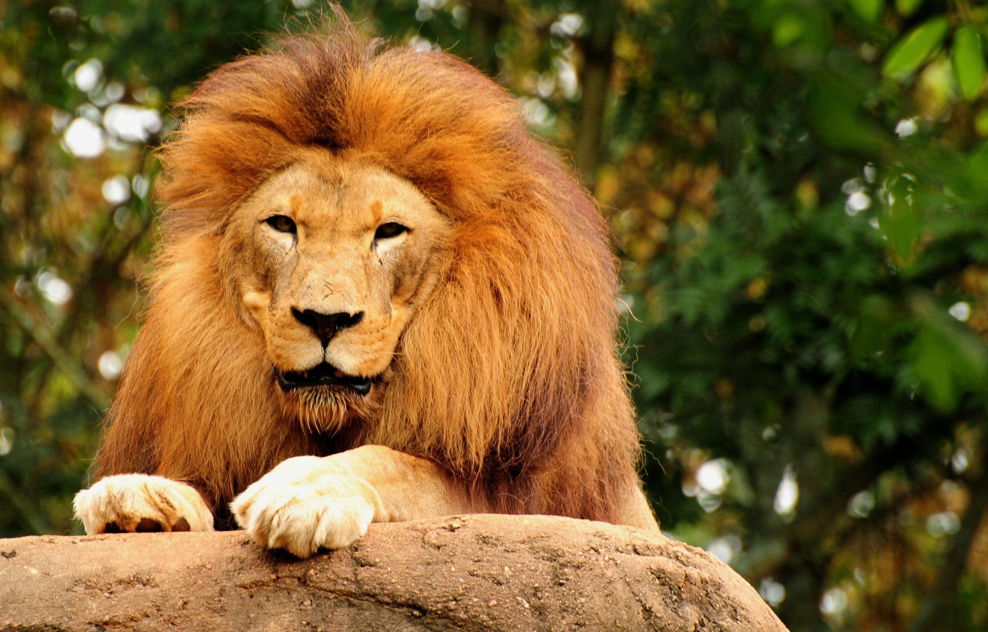 Awesome Lion free background ID:255766 for hd 3200x2048 computer