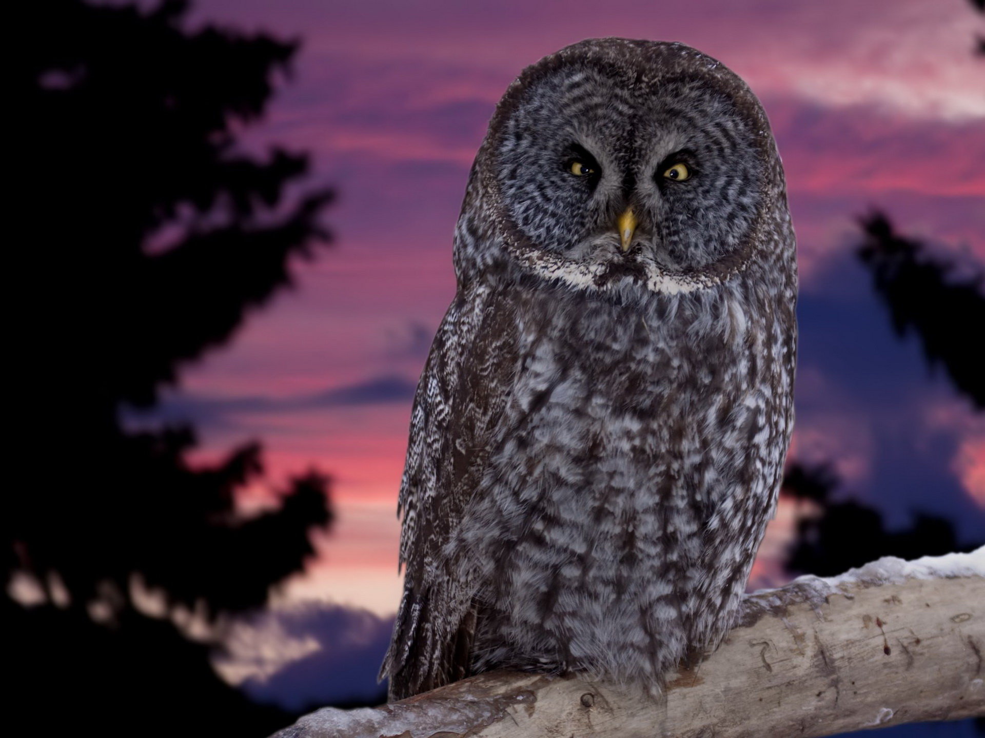 High resolution Owl hd 1920x1440 wallpaper ID:237385 for PC