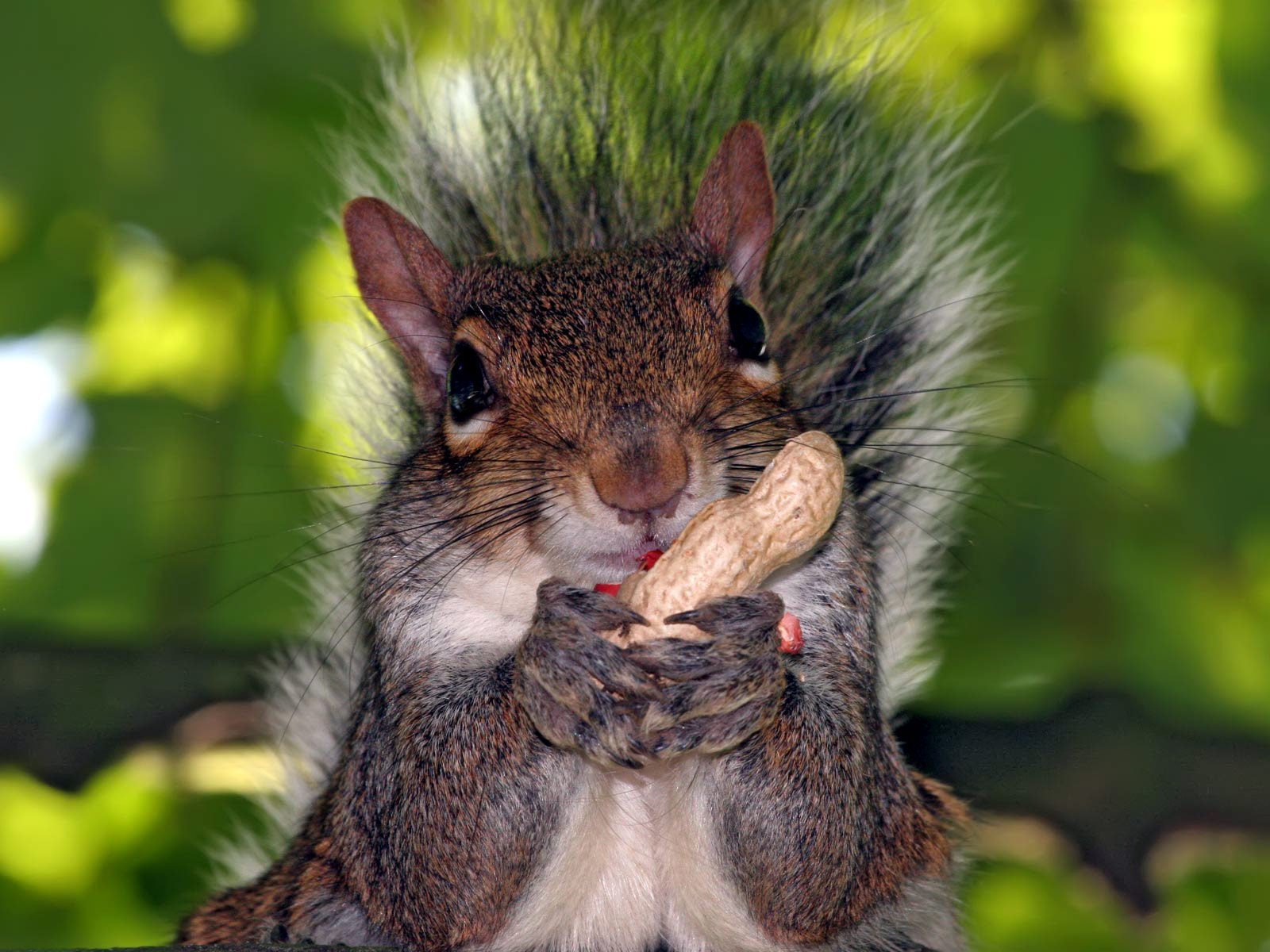 High resolution Squirrel hd 1600x1200 background ID:311772 for desktop