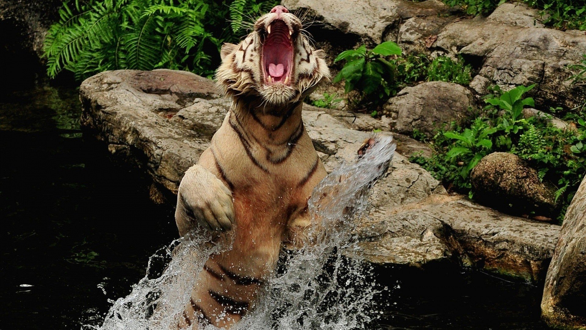 Awesome Tiger free wallpaper ID:116357 for full hd 1080p computer