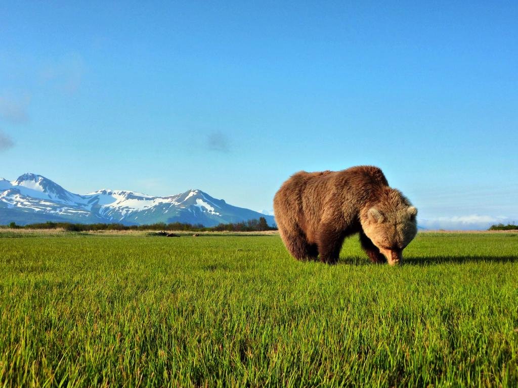 High resolution Bear hd 1024x768 background ID:352825 for computer