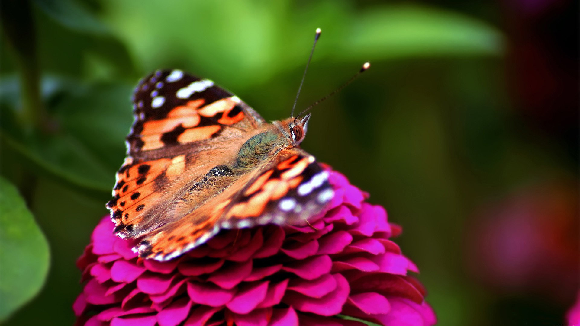 High resolution Butterfly full hd 1920x1080 wallpaper ID:168315 for computer