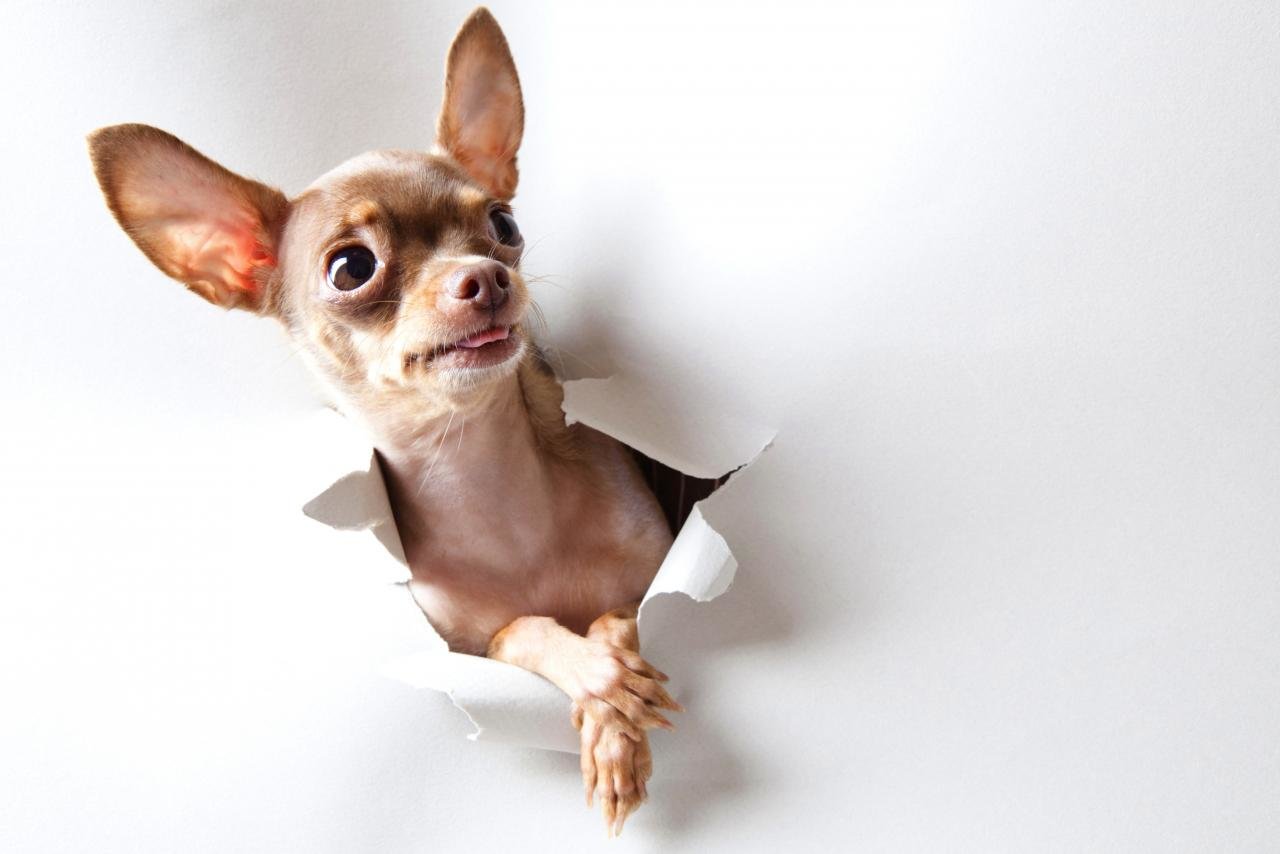 Free Chihuahua high quality wallpaper ID:84177 for hd 1280x854 computer
