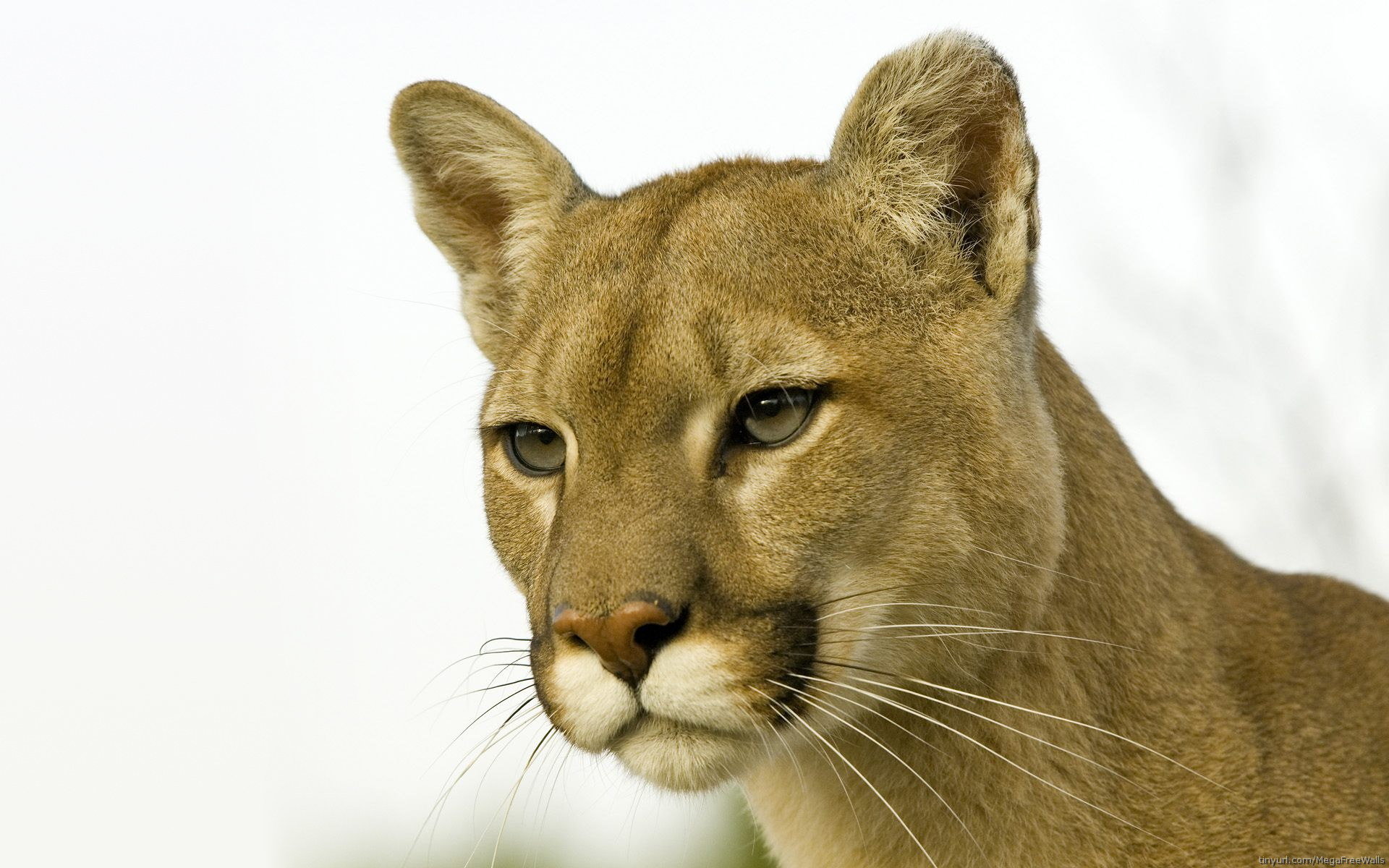 High resolution Cougar hd 1920x1200 background ID:81711 for desktop