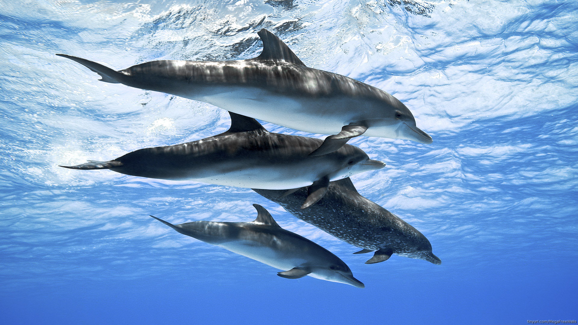 High resolution Dolphin full hd background ID:248334 for computer