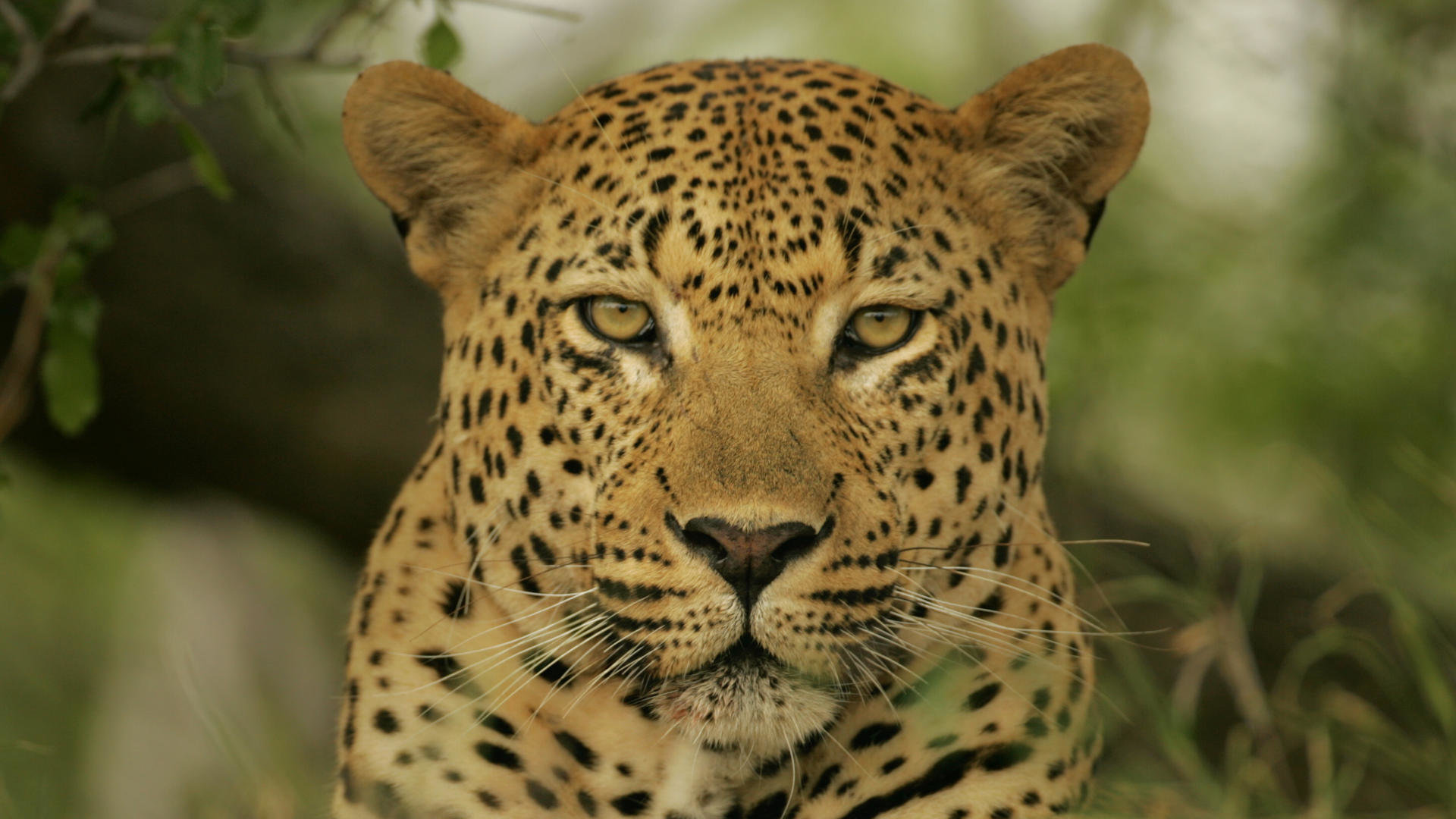 Free Leopard high quality wallpaper ID:447899 for full hd PC