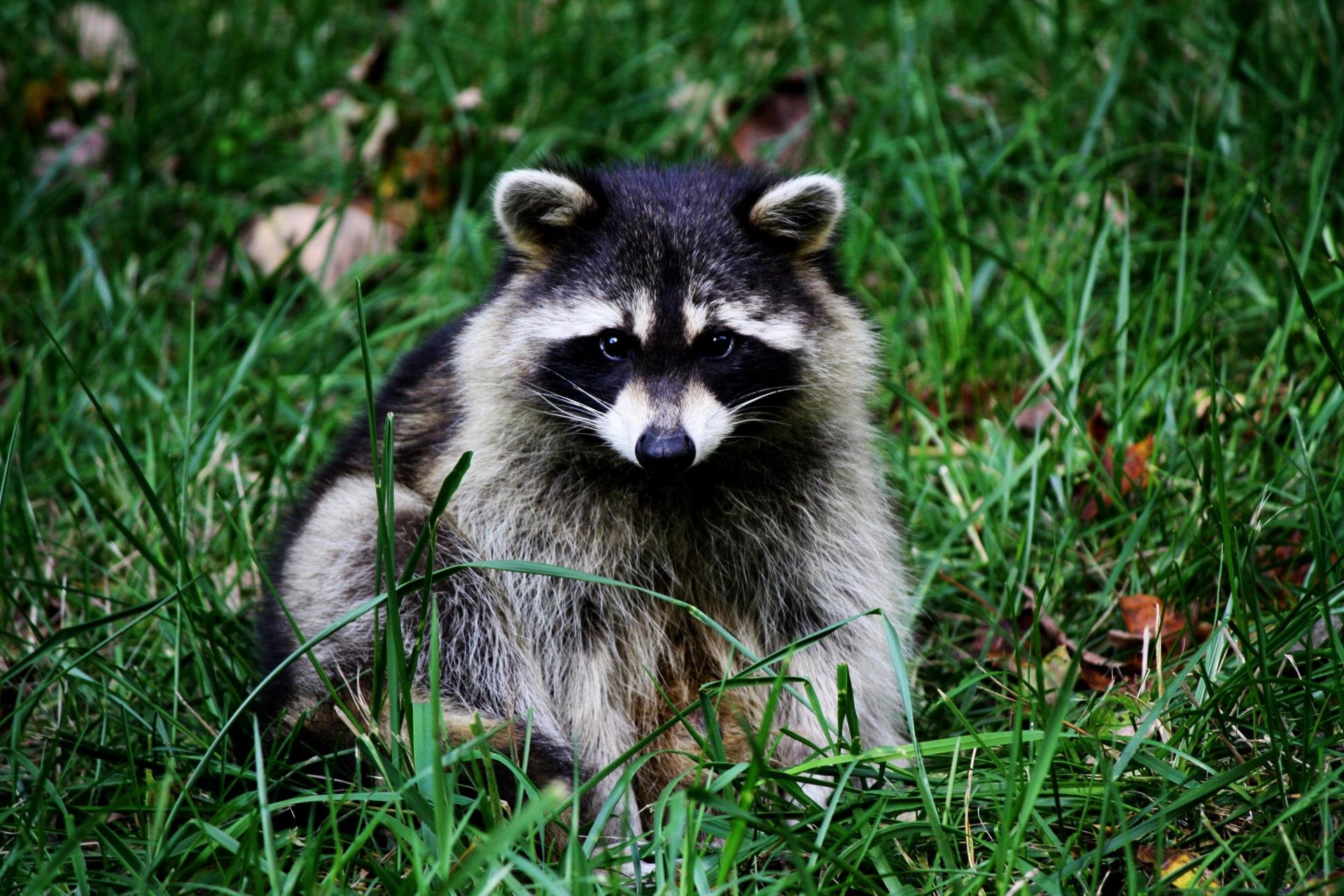 High resolution Raccoon hd 1920x1280 background ID:185499 for computer