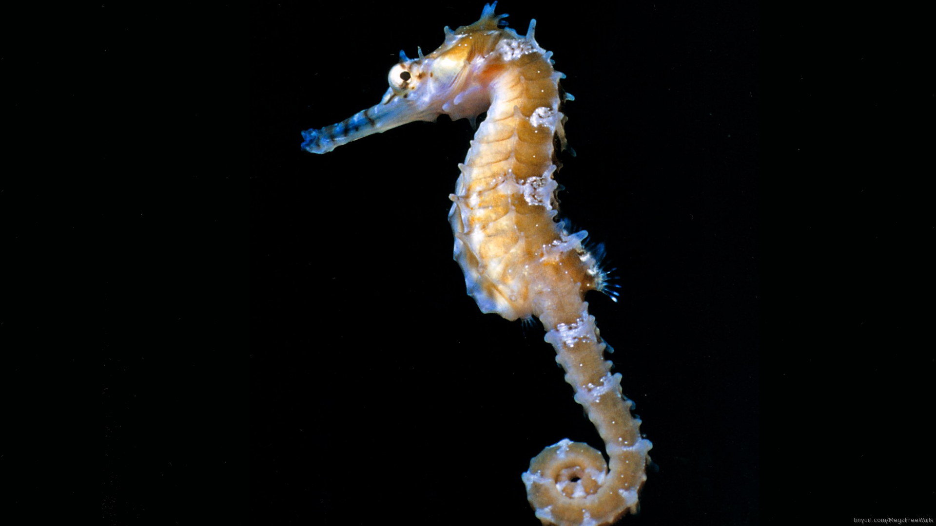 Best Seahorse wallpaper ID:135831 for High Resolution full hd 1920x1080 PC