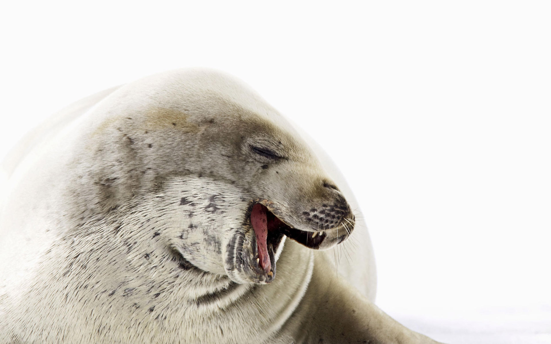 Free download Seal background ID:183396 hd 1920x1200 for computer