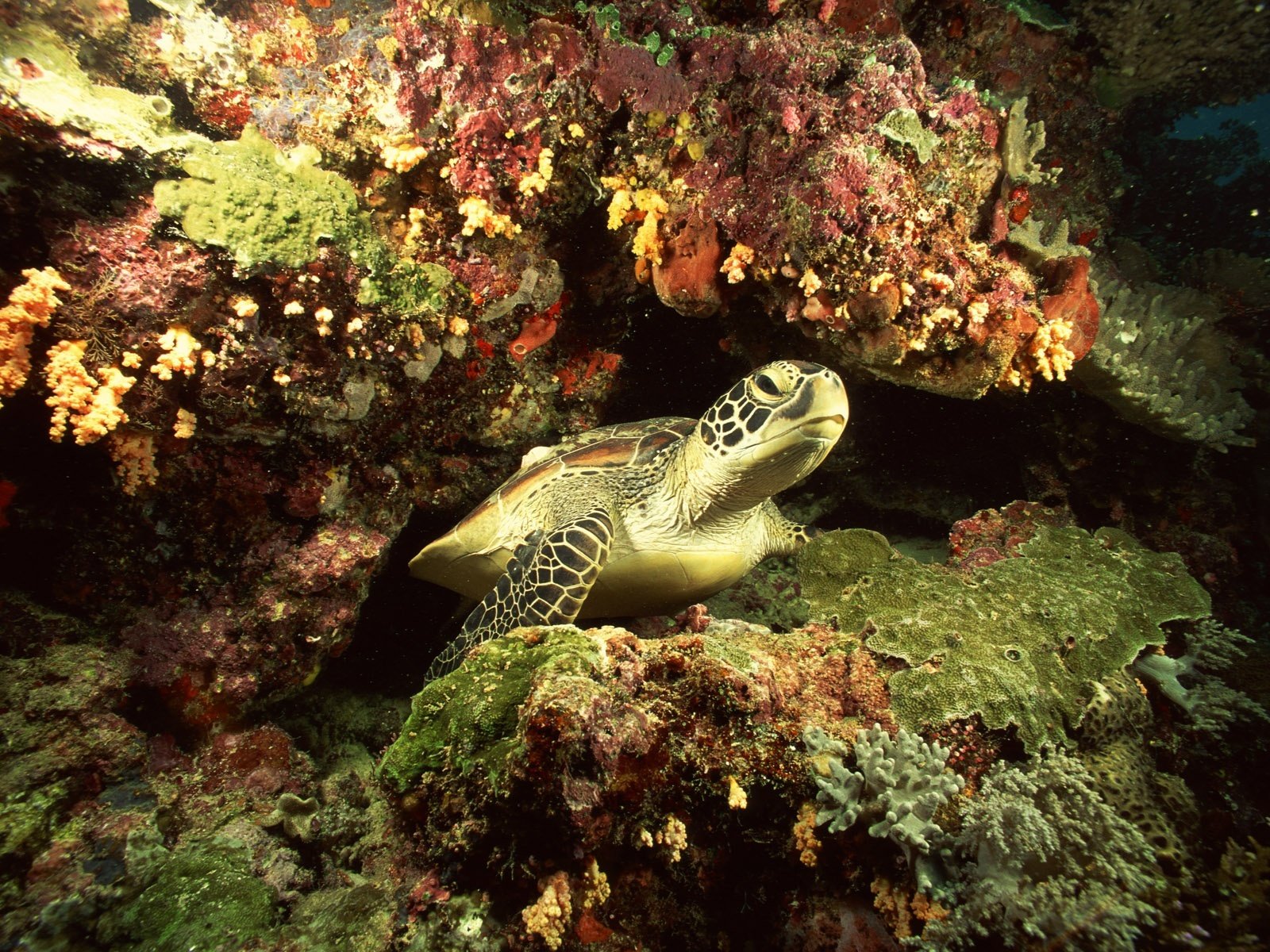High resolution Turtle hd 1600x1200 wallpaper ID:29832 for PC