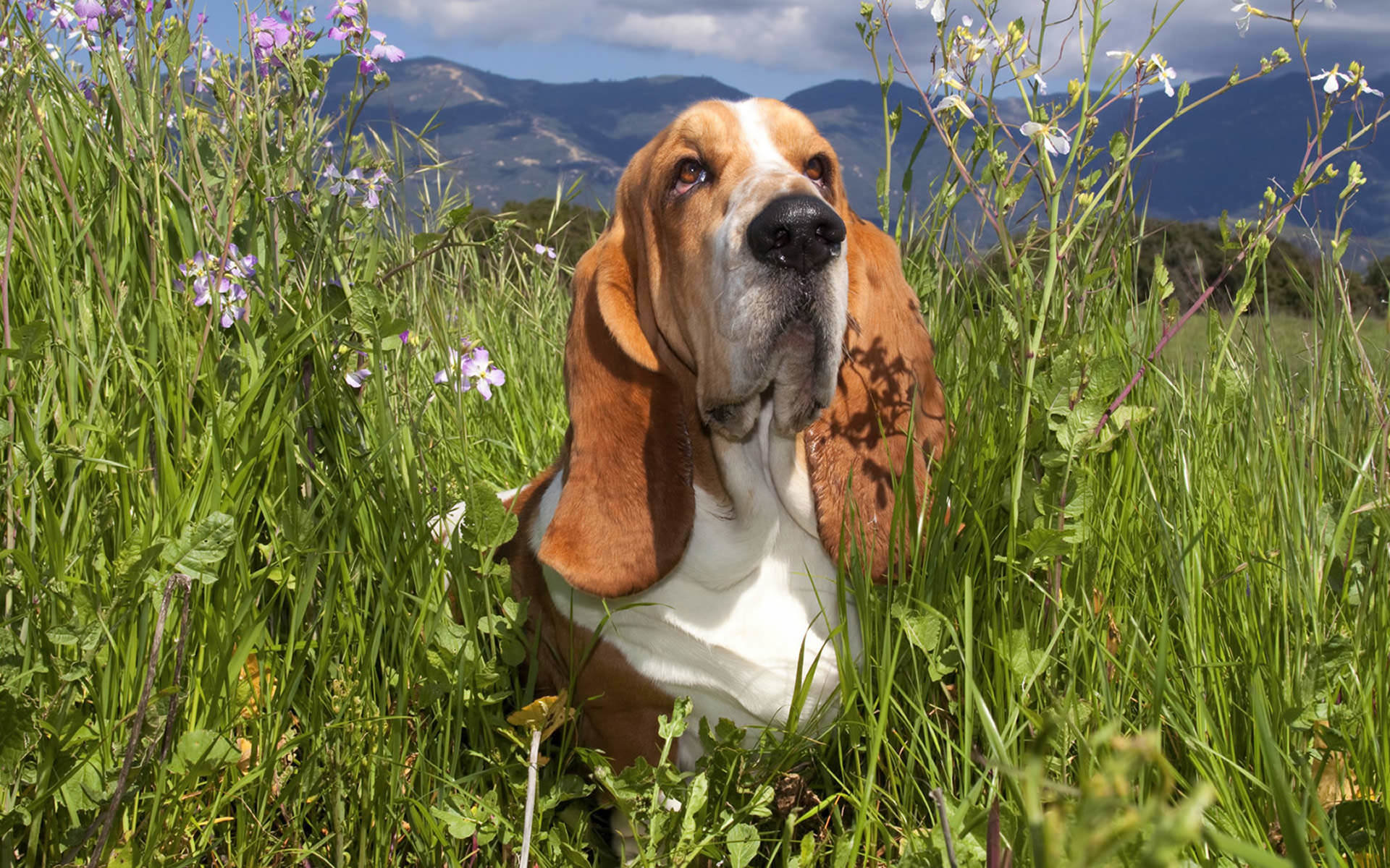Free Basset Hound high quality background ID:214108 for hd 1920x1200 computer